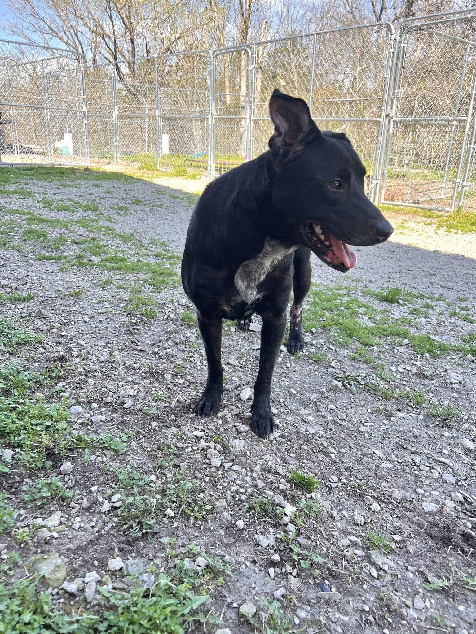 Enlarge Junebug, a ADOPTABLE Black Labrador Retriever in Hollister, MO image 3/3