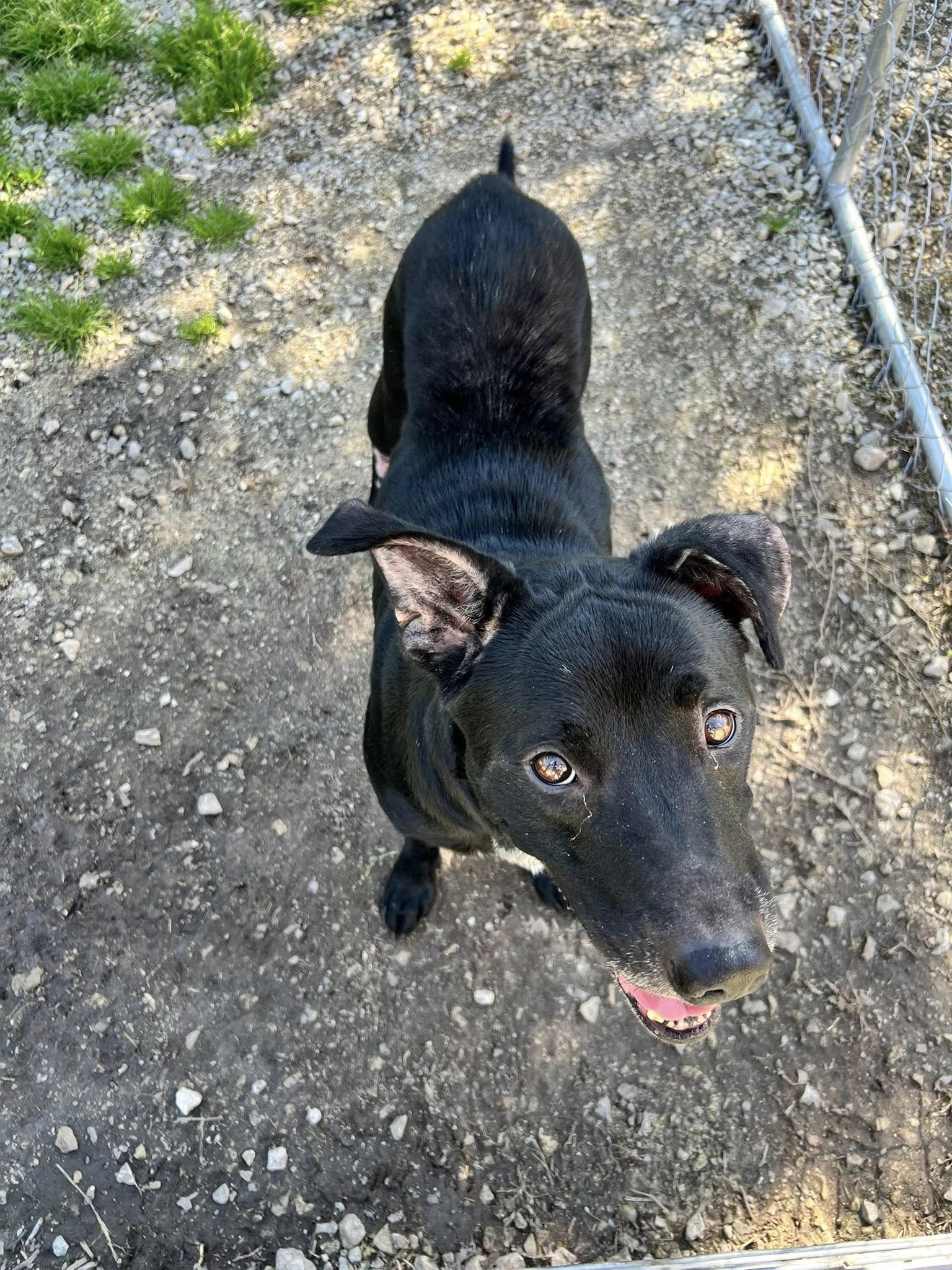 Enlarge Junebug, a ADOPTABLE Black Labrador Retriever in Hollister, MO image 2/3