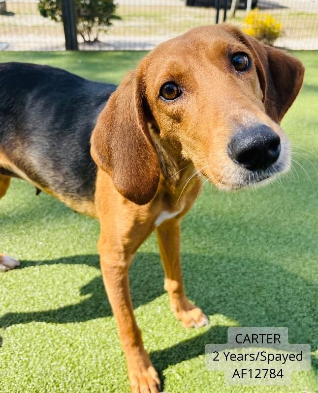 Carter, Adoptable, Adult Female Hound.