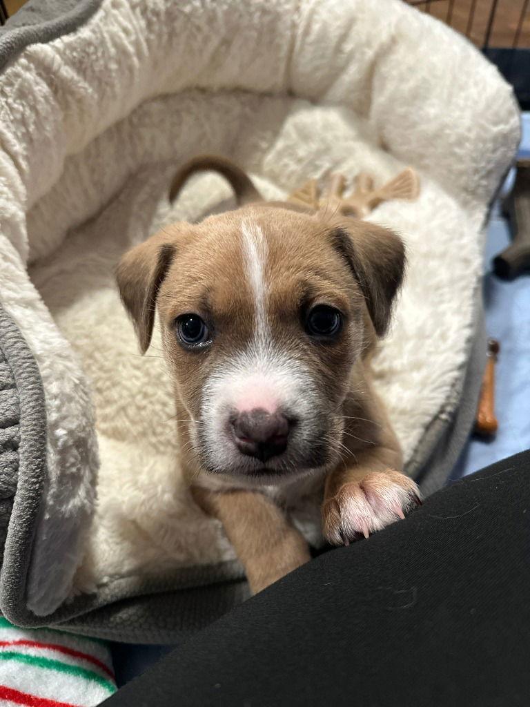26-01 Joey, Adoptable, Puppy Male Terrier.