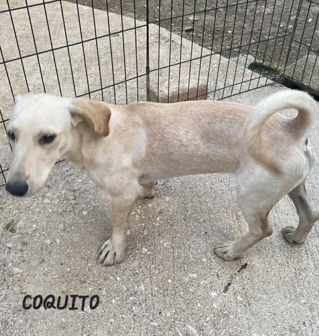 COQUITO