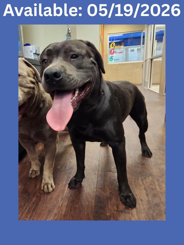 Enlarge Dog Kennel #36, a Adoptable mixed breed in Greenville, TX image 2/2