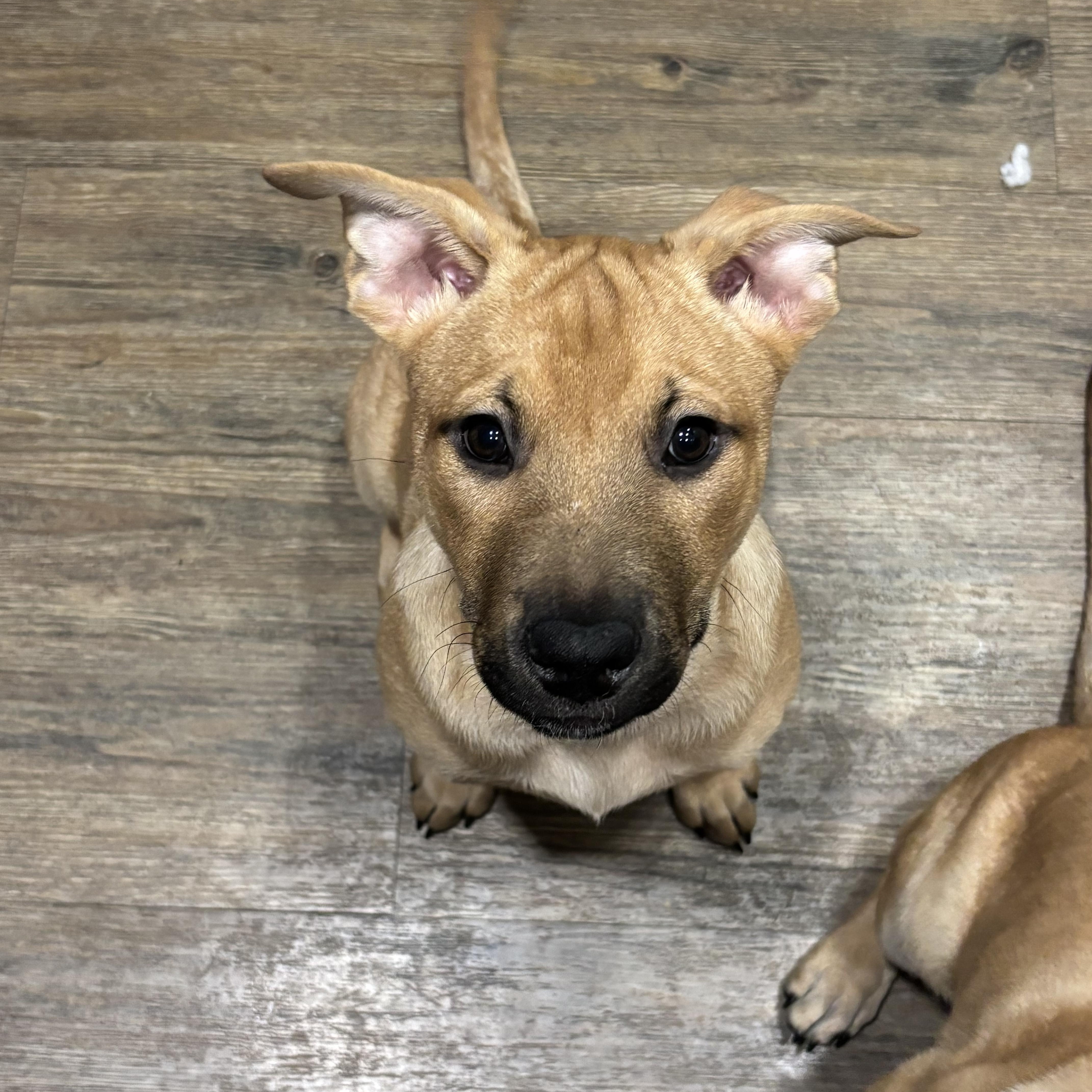 Enlarge Penny~ sunshine with fur, a Adoptable mixed breed in Irvine, CA image 1/2