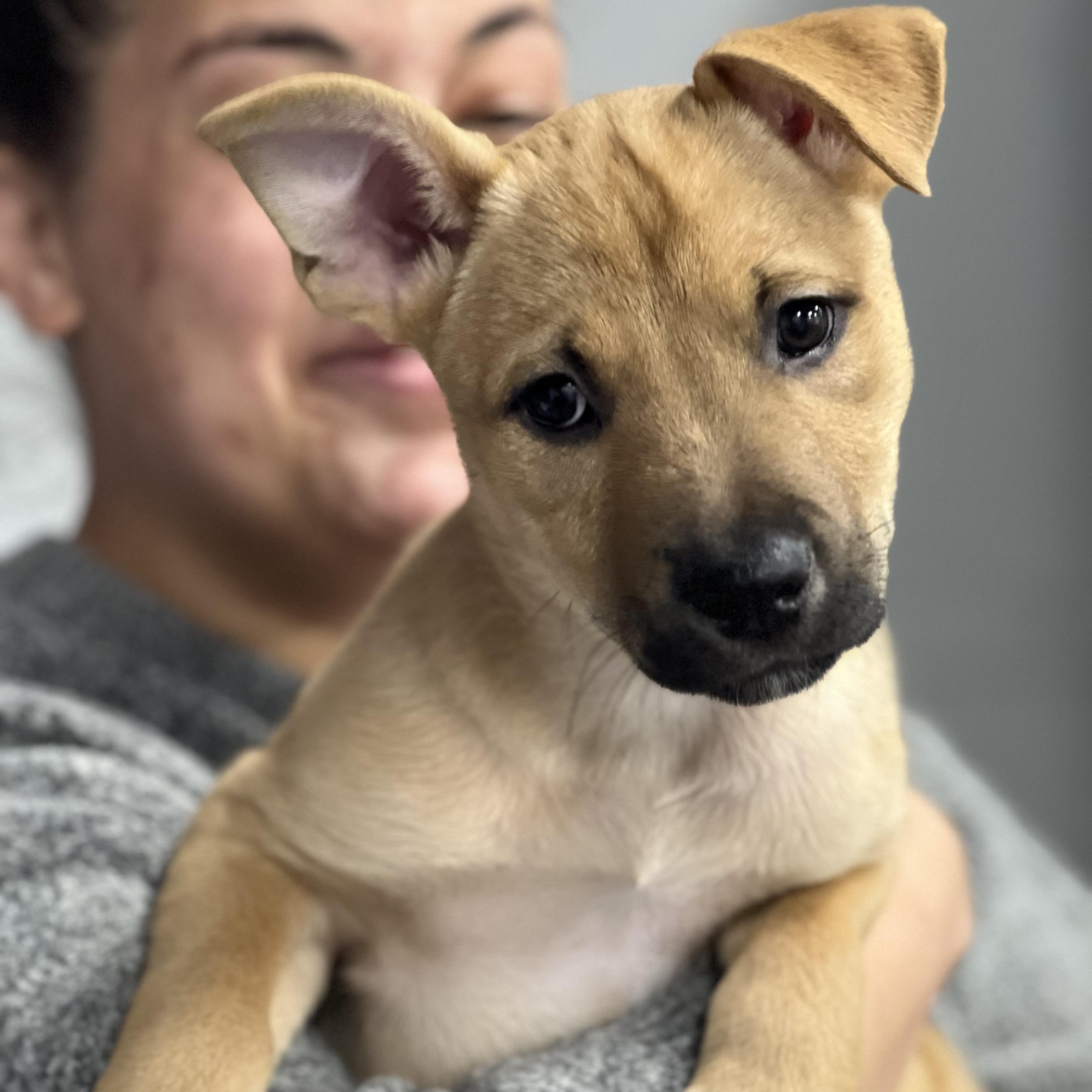 Enlarge Penny~ sunshine with fur, a Adoptable mixed breed in Irvine, CA image 2/2