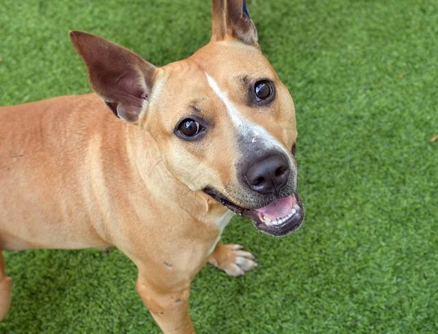 Enlarge FRANCINE, a Adoptable American Staffordshire Terrier in Fort Lauderdale, FL image 1/1