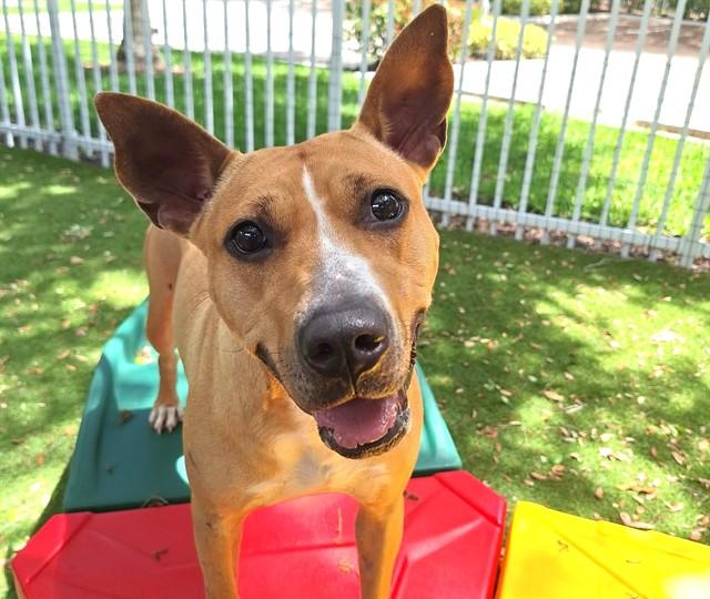 Enlarge FRANCINE, a Adoptable American Staffordshire Terrier in Fort Lauderdale, FL image 1/1