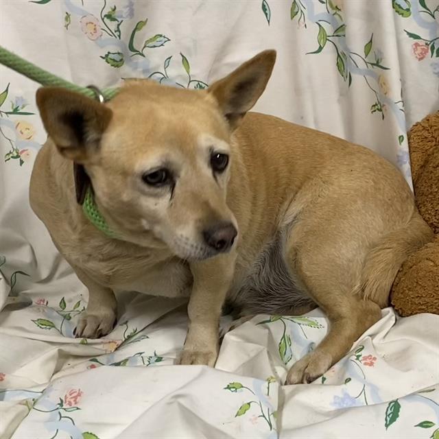 Enlarge JACK, a Adoptable Chihuahua in Modesto, CA image 1/1