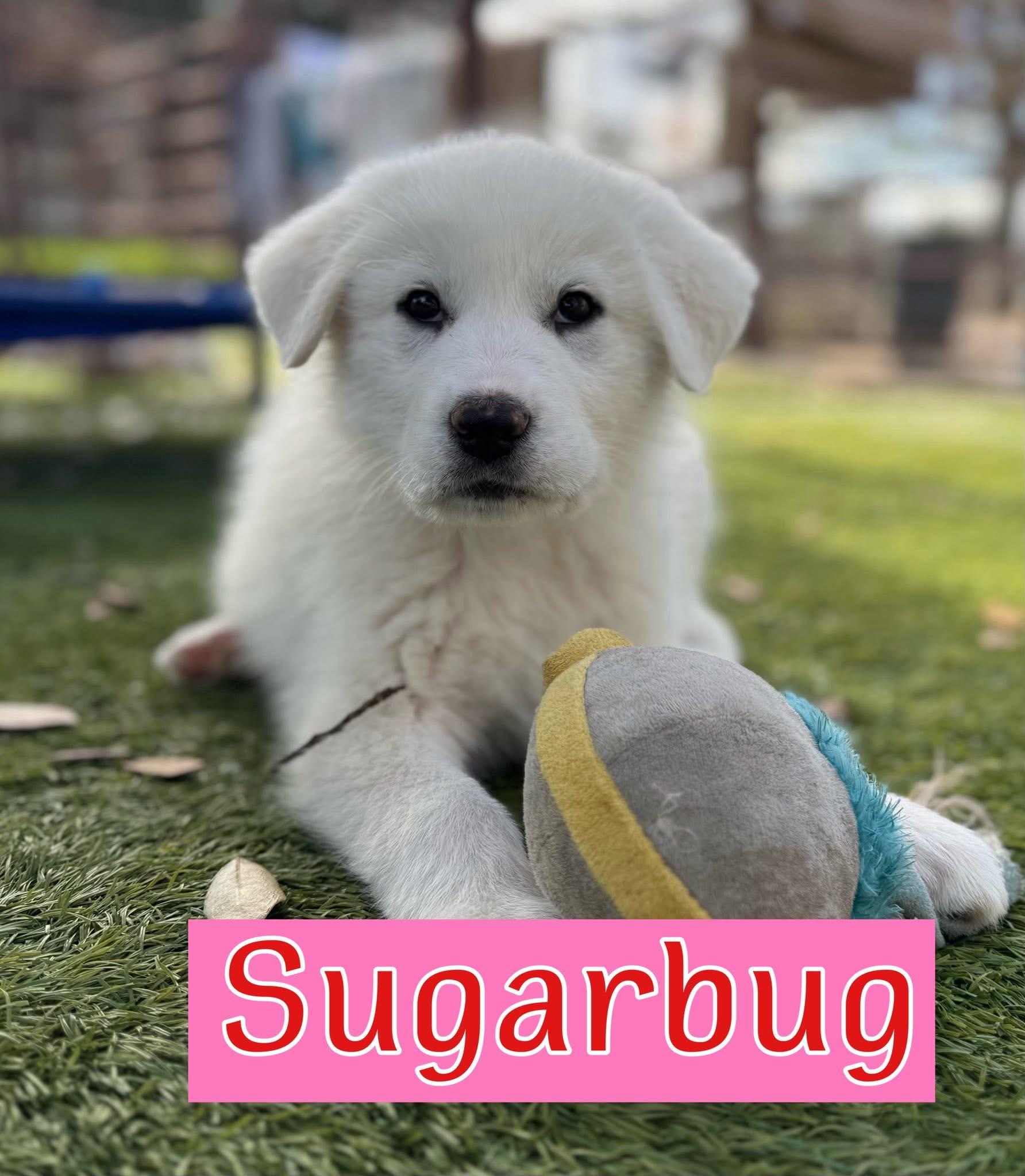 Sugar Bug , adopted, Puppy Female Great Pyrenees.