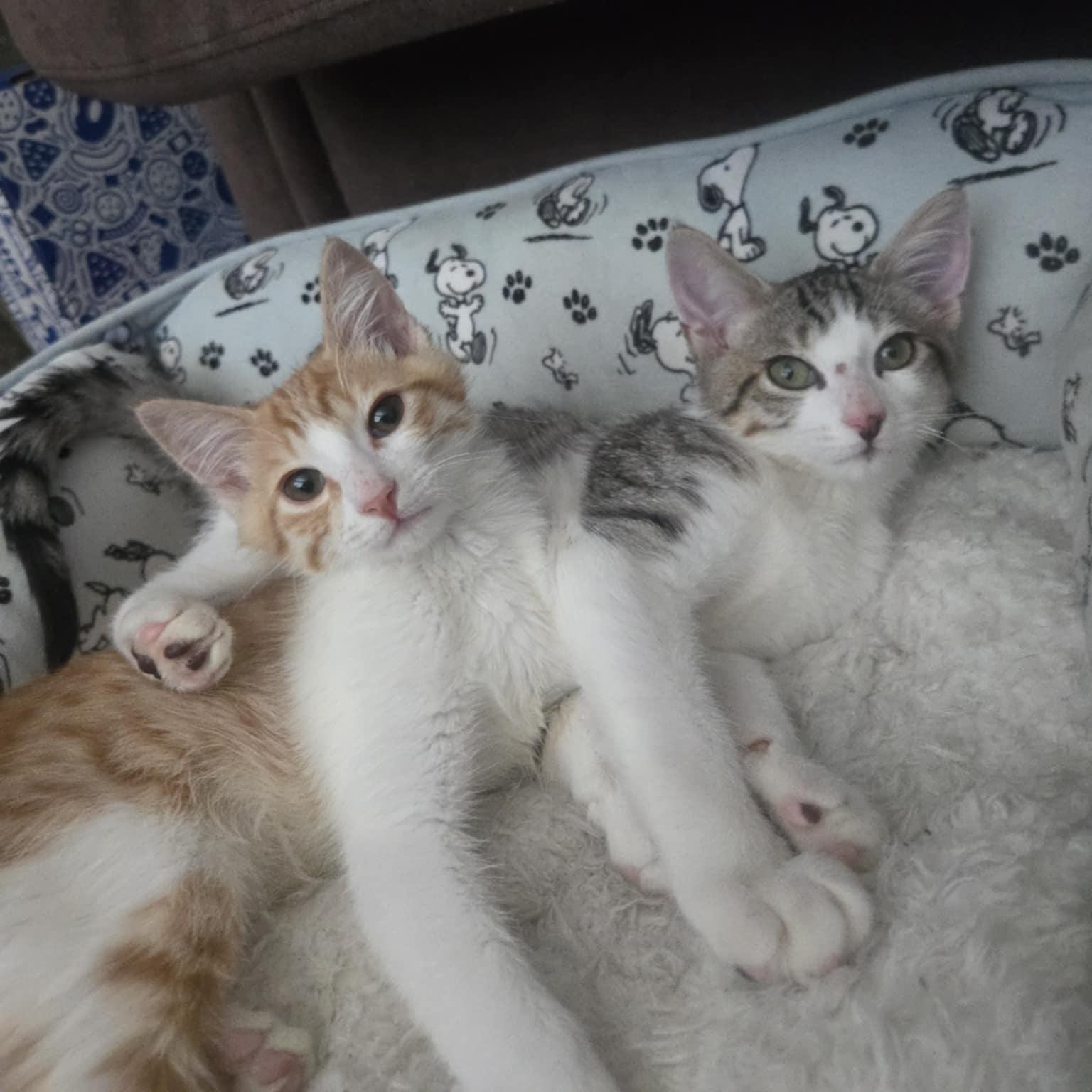 Jazz and Taps *Cerebellar Hypoplasia Bonded Pair*