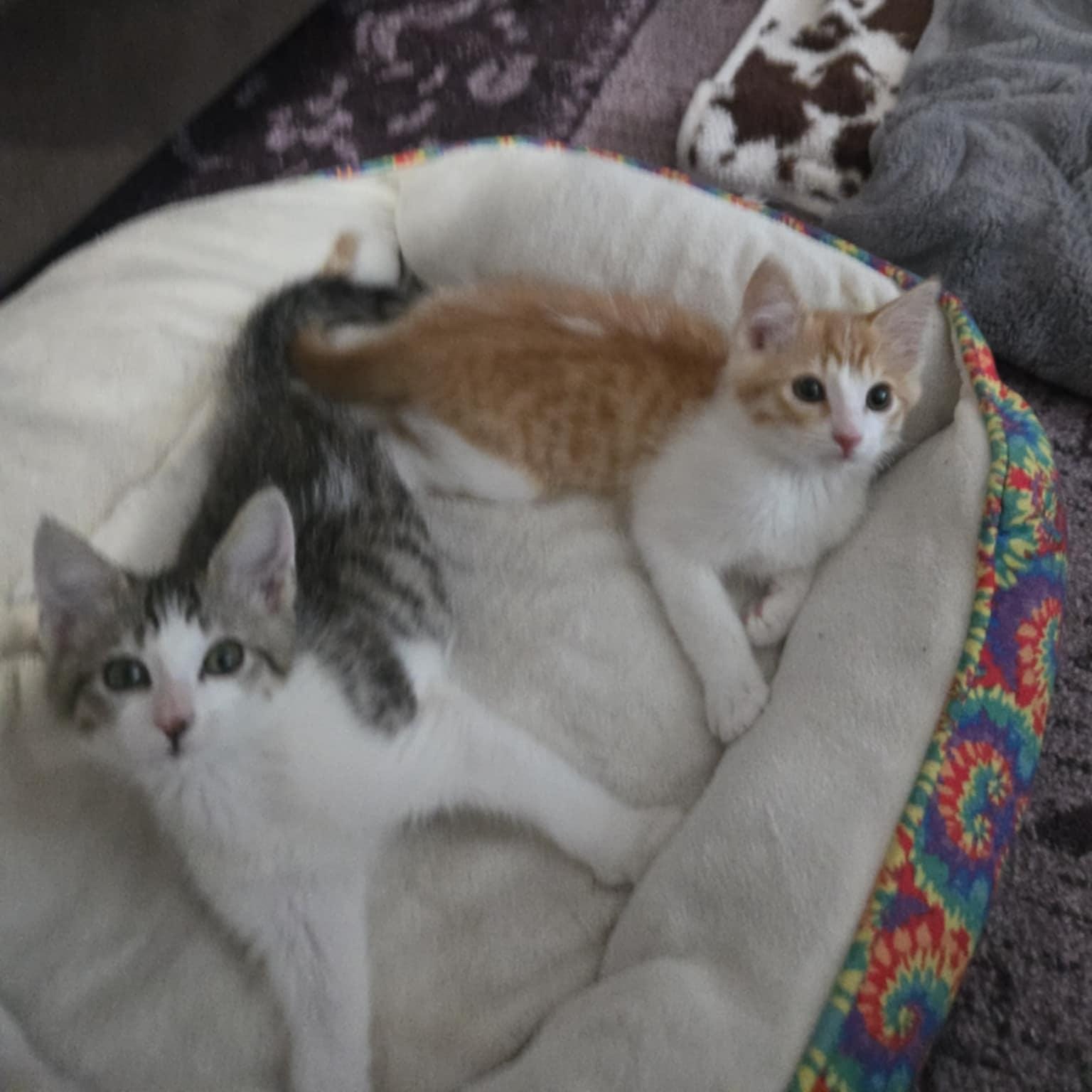 Jazz and Taps *Cerebellar Hypoplasia Bonded Pair*