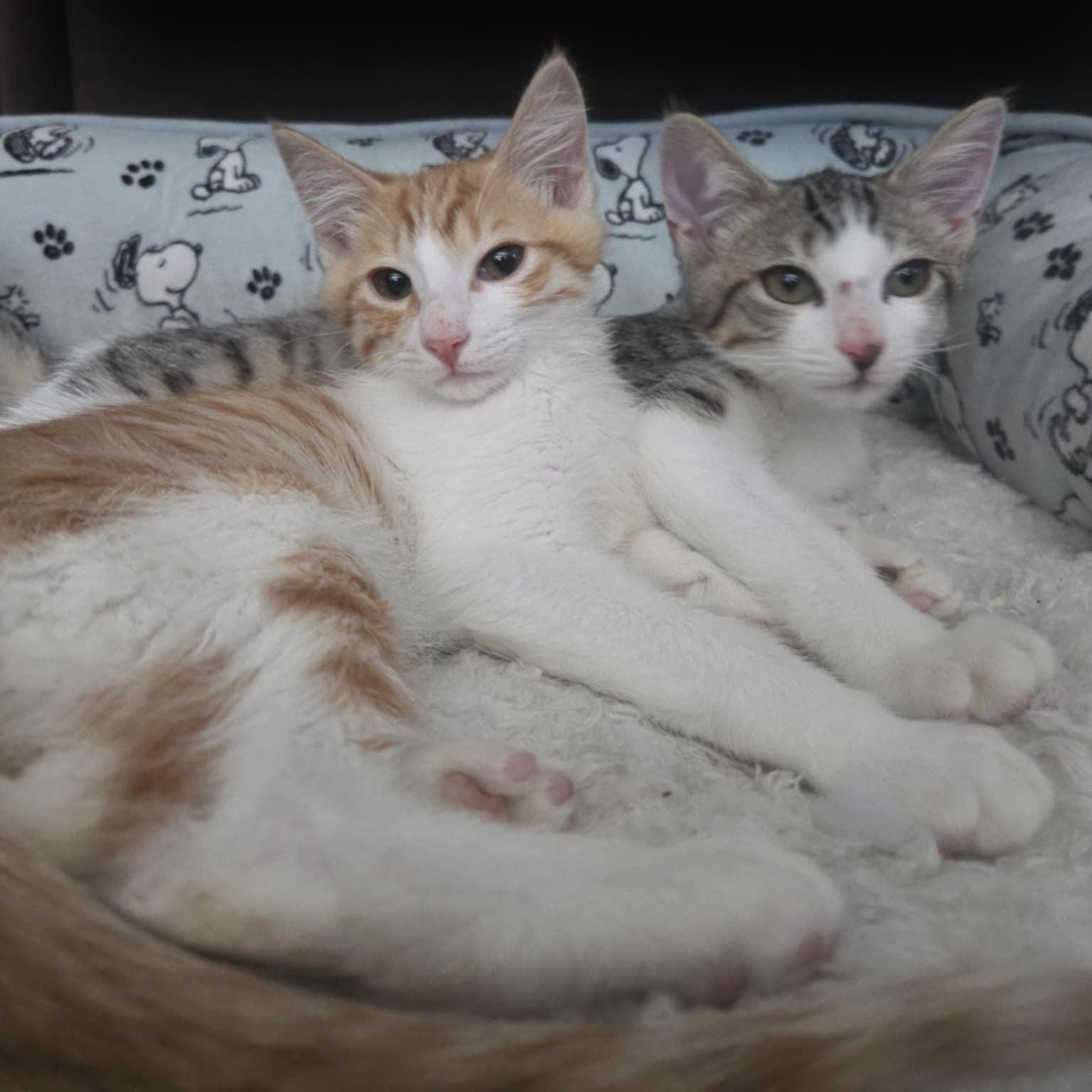 Jazz and Taps *Cerebellar Hypoplasia Bonded Pair*