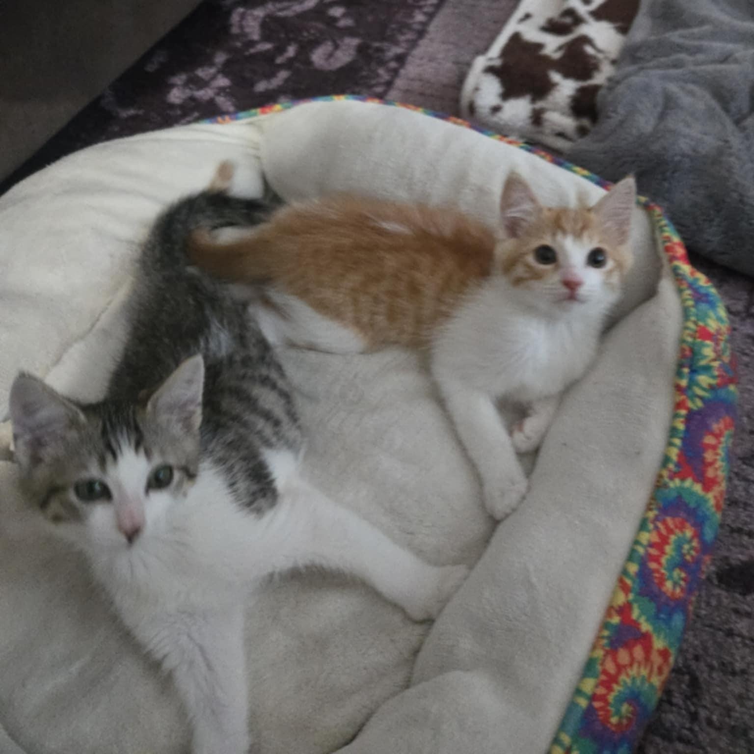 Jazz and Taps *Cerebellar Hypoplasia Bonded Pair*
