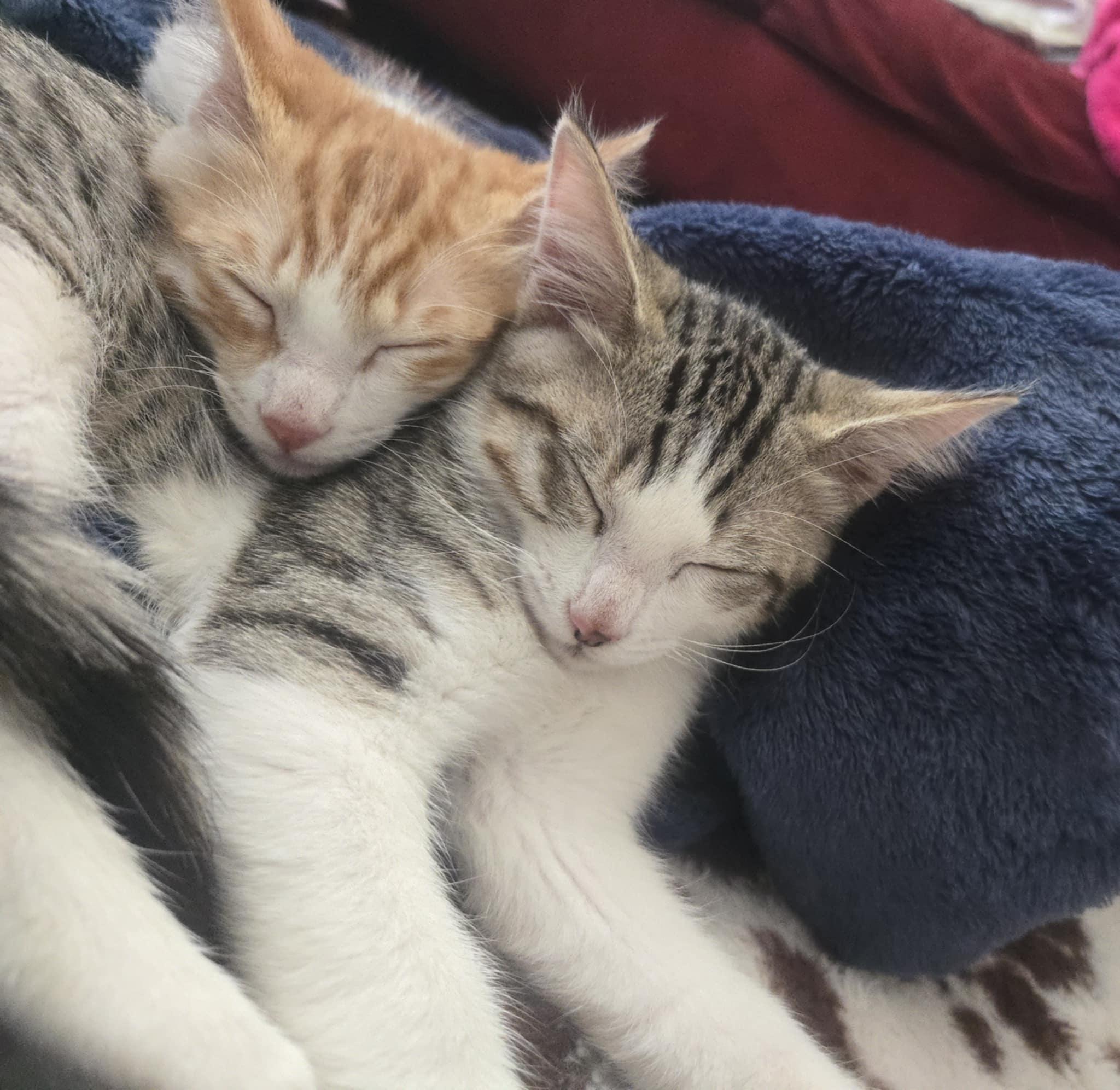 Jazz and Taps *Cerebellar Hypoplasia Bonded Pair*