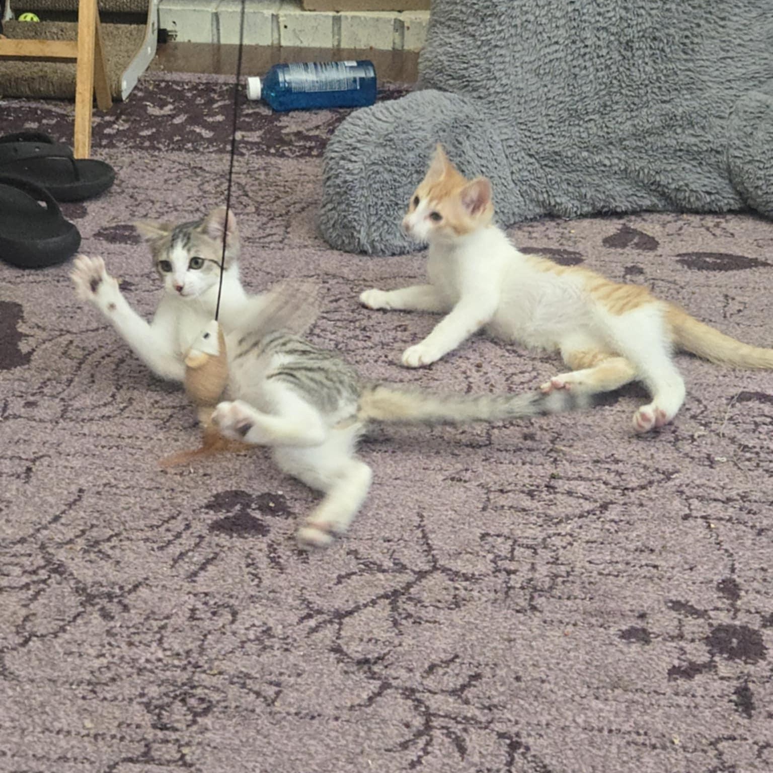 Jazz and Taps *Cerebellar Hypoplasia Bonded Pair*