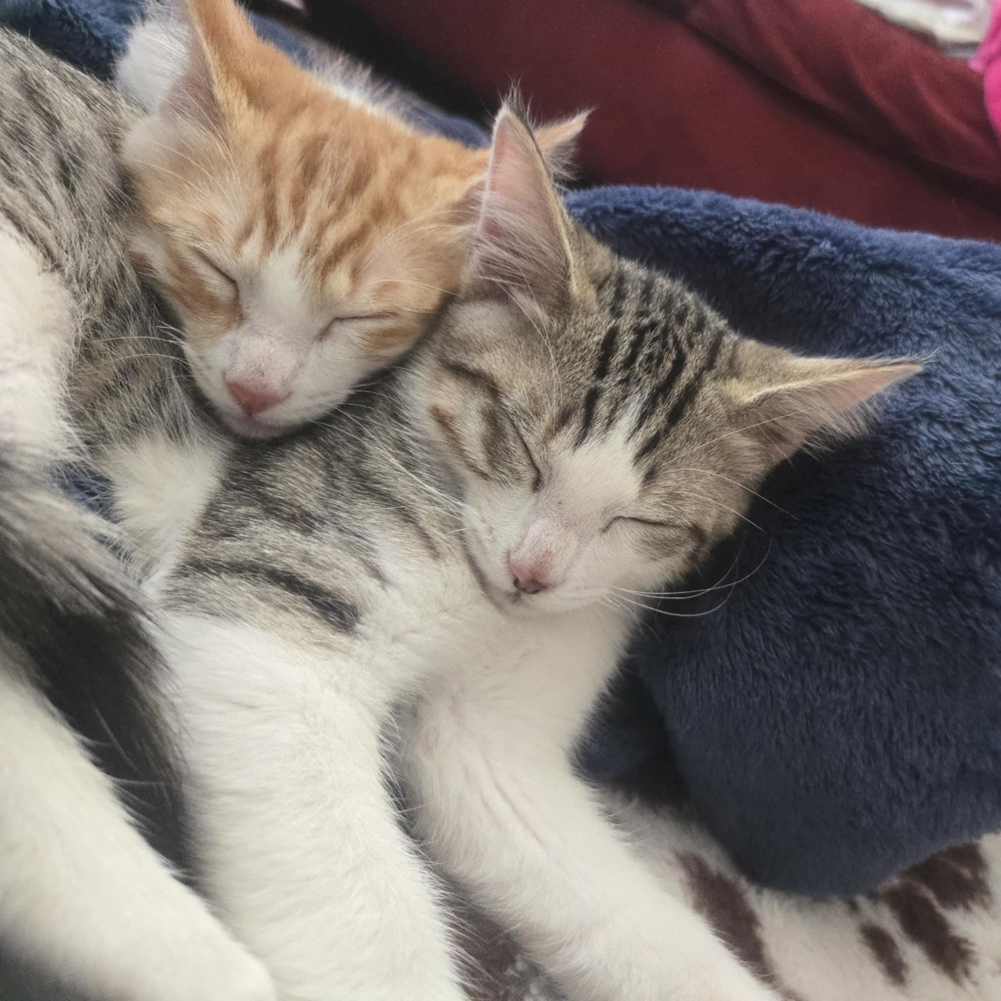 Jazz and Taps *Cerebellar Hypoplasia Bonded Pair*
