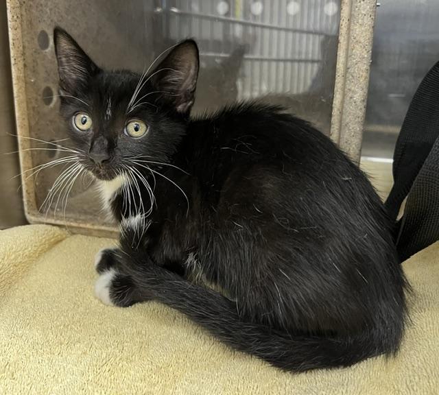 MERCURY, Adoptable, Kitten Male Domestic Short Hair.