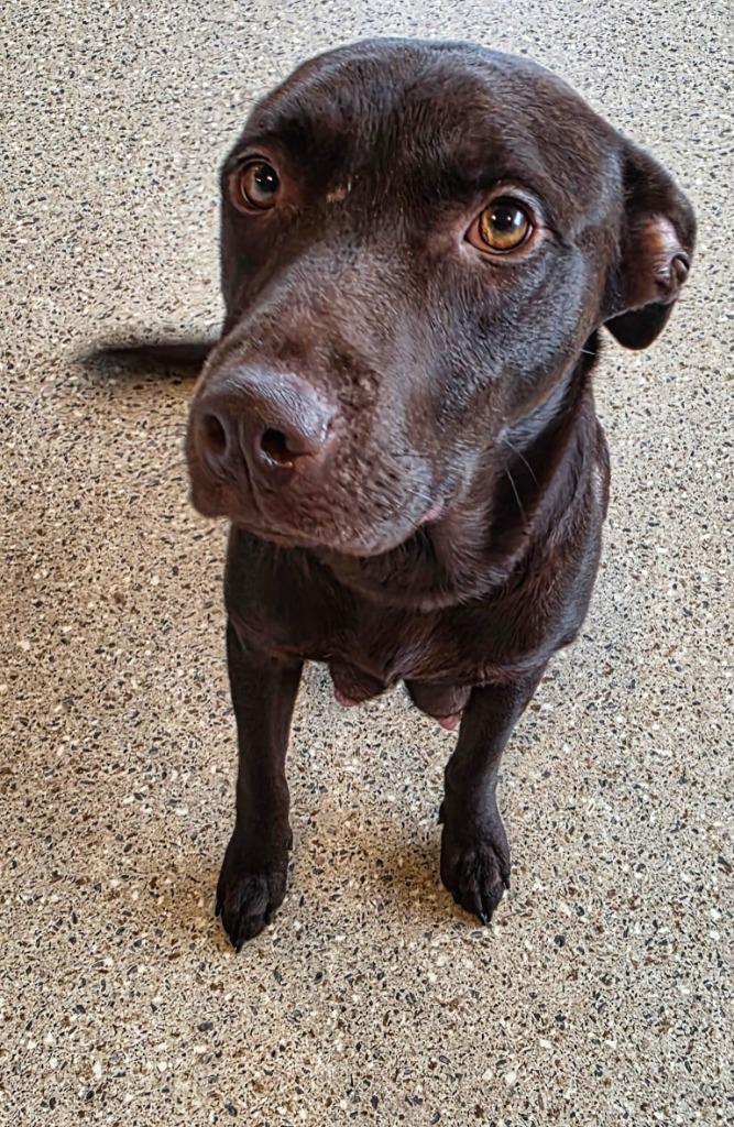 Juno, Adoptable, Young Female Chocolate Labrador Retriever.