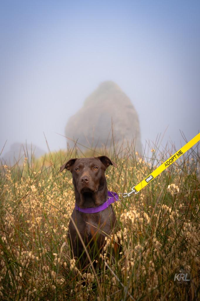 Juno, a Adoptable Chocolate Labrador Retriever in Gold Beach, OR image 2/6