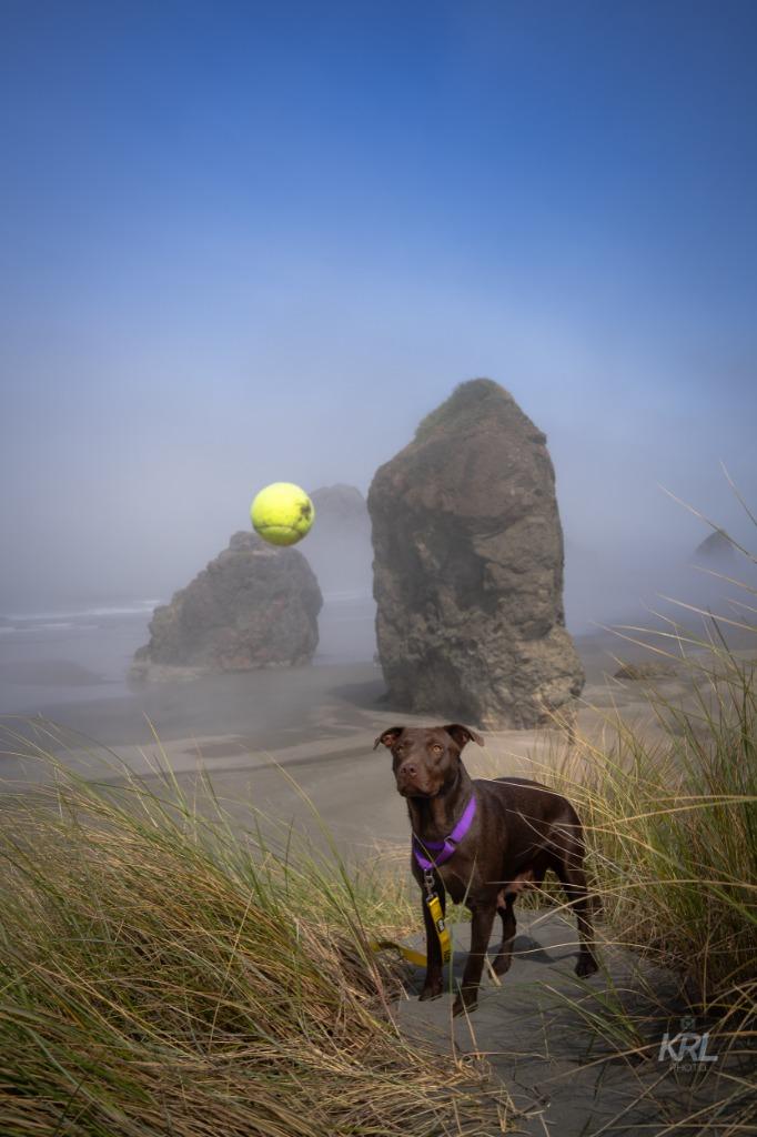 Juno, a Adoptable Chocolate Labrador Retriever in Gold Beach, OR image 4/6