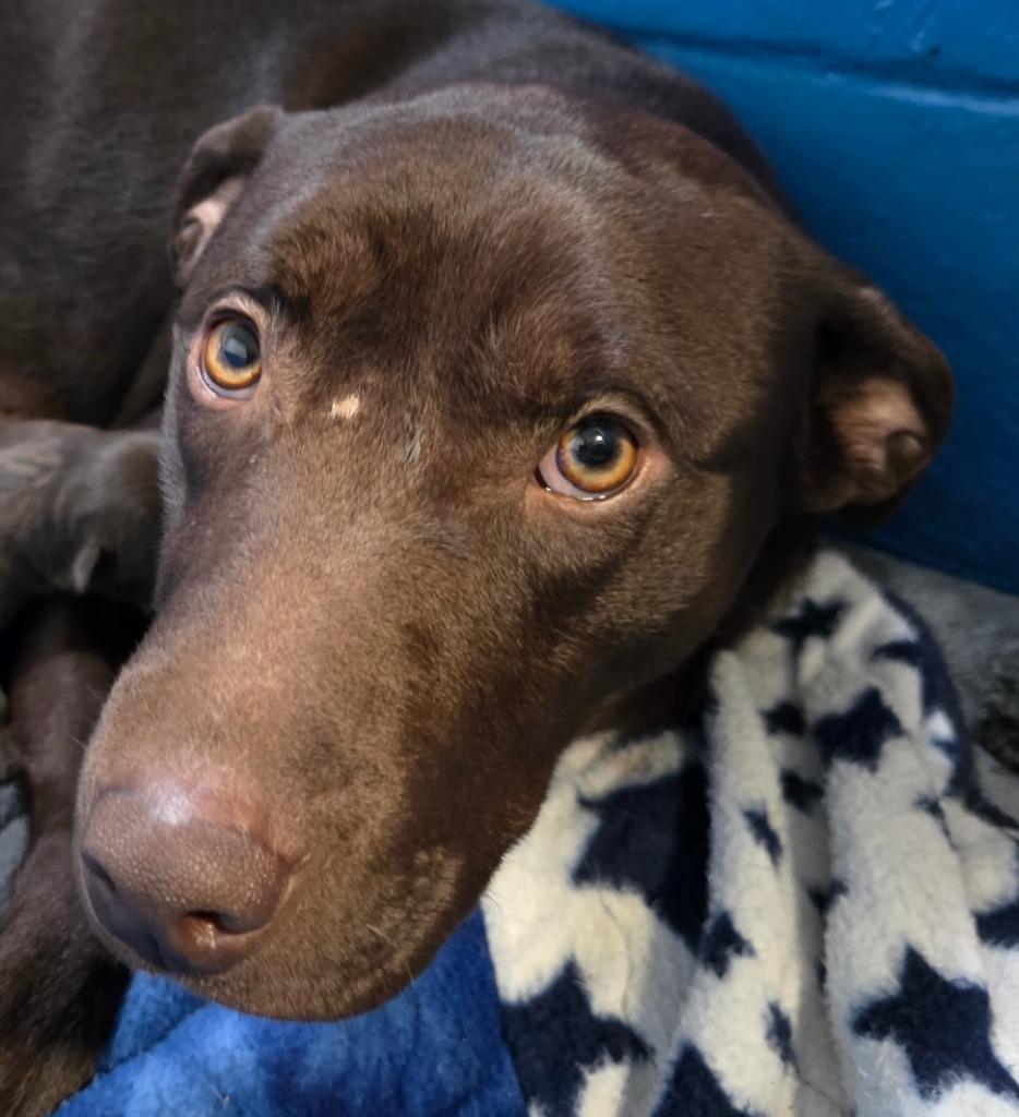 Juno, a Adoptable Chocolate Labrador Retriever in Gold Beach, OR image 5/6
