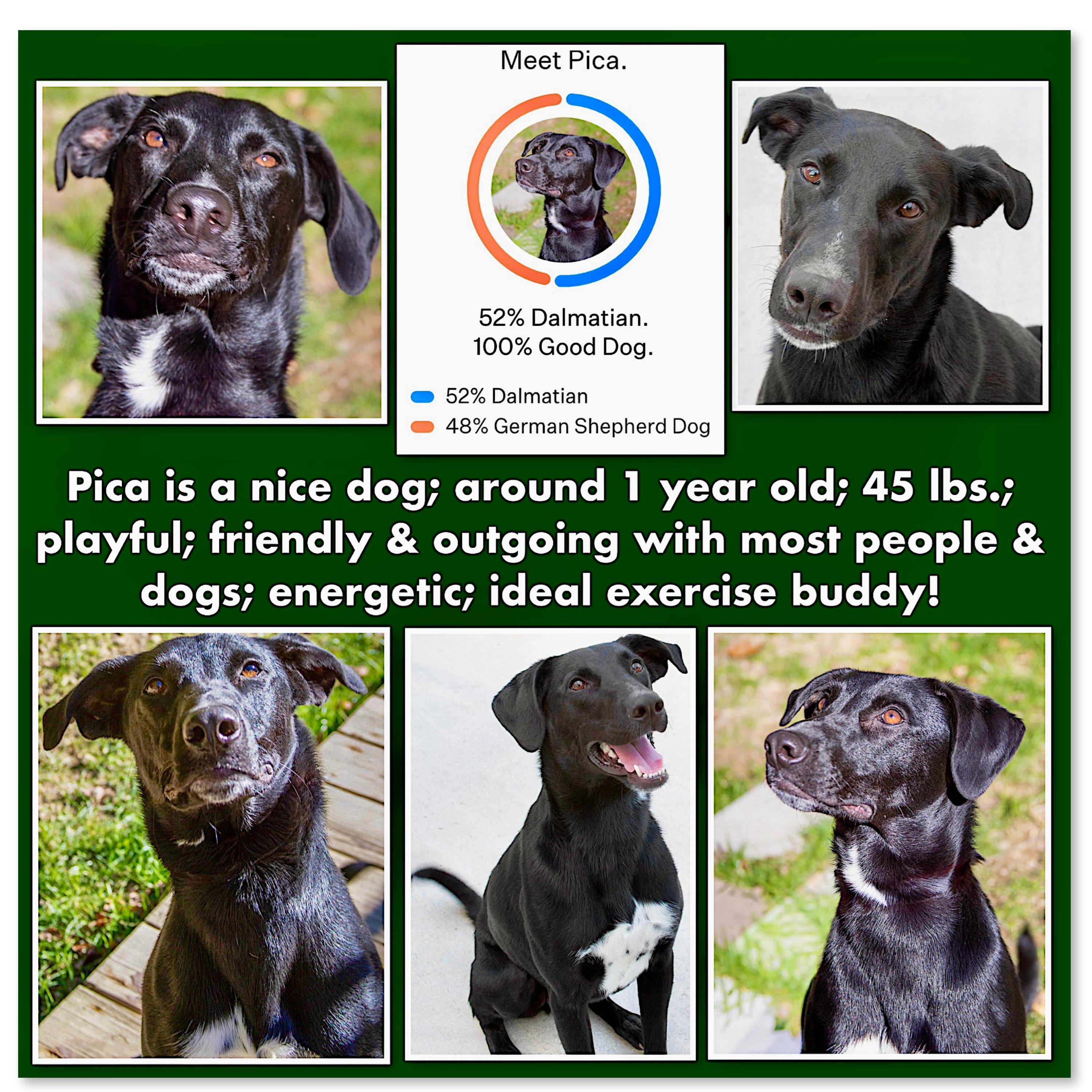 Enlarge Pica, a Adoptable mixed breed in Westfield, NY image 2/6