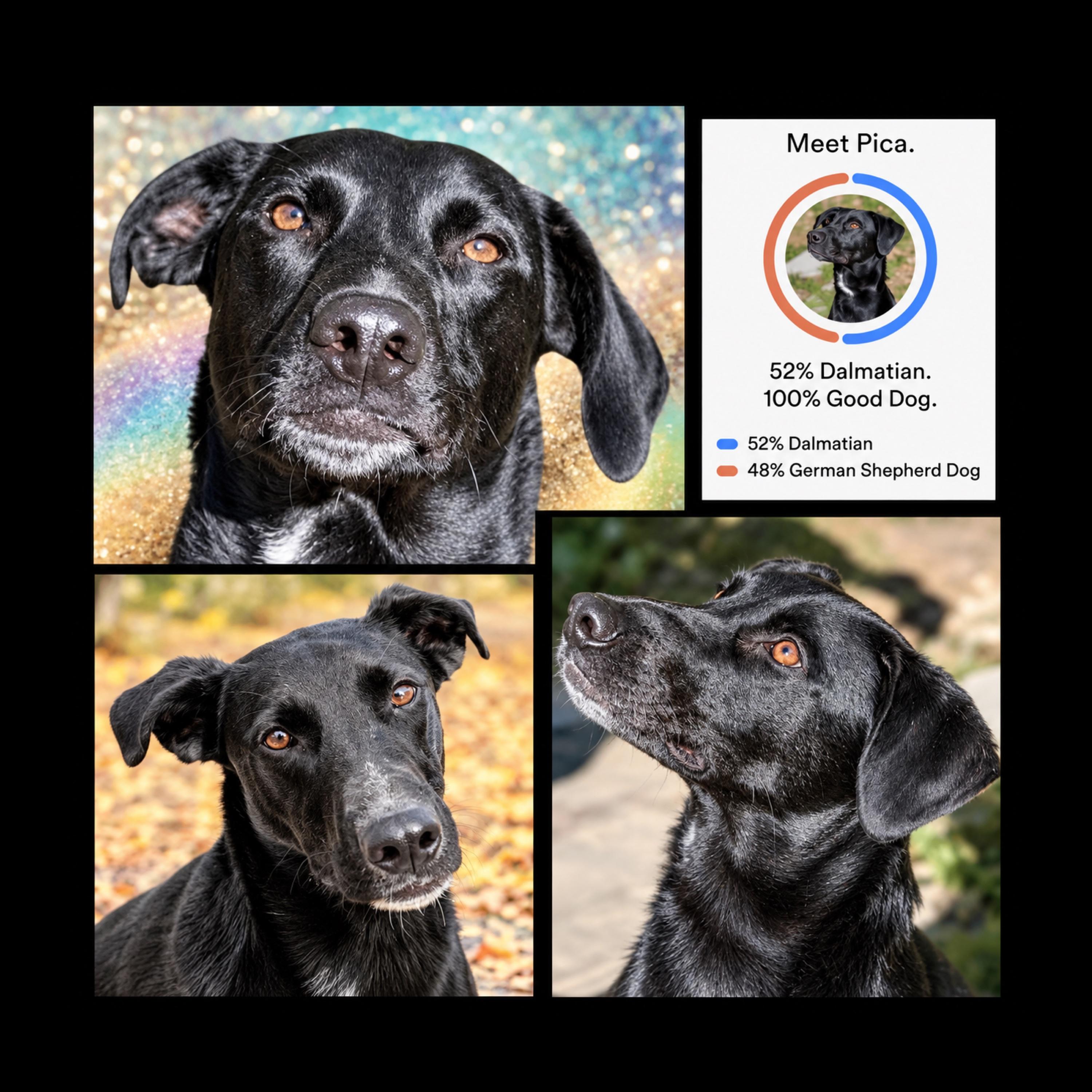 Pica, Adoptable, Young Male Dalmatian & German Shepherd Dog.