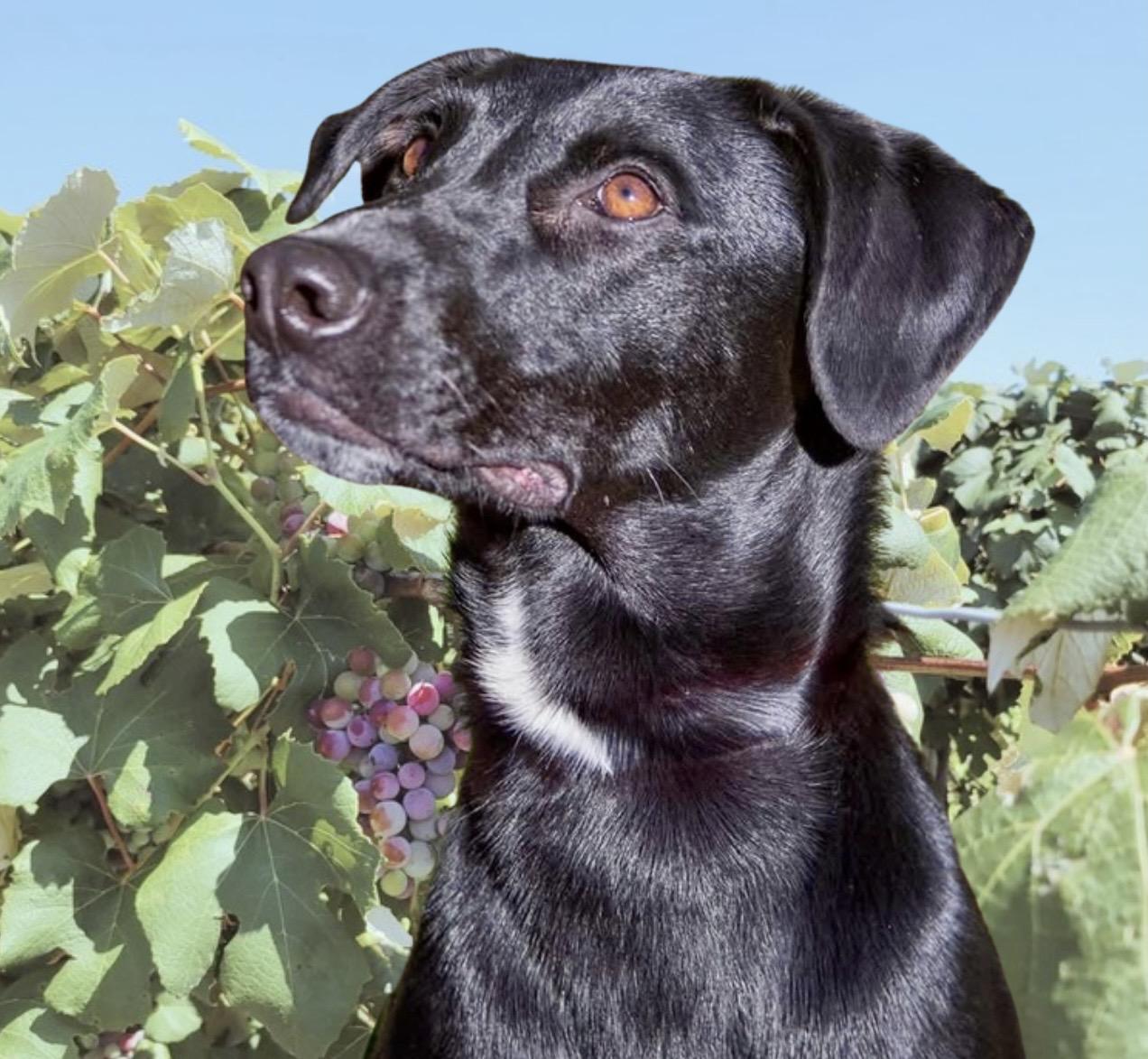 Enlarge Pica, a Adoptable mixed breed in Westfield, NY image 2/6