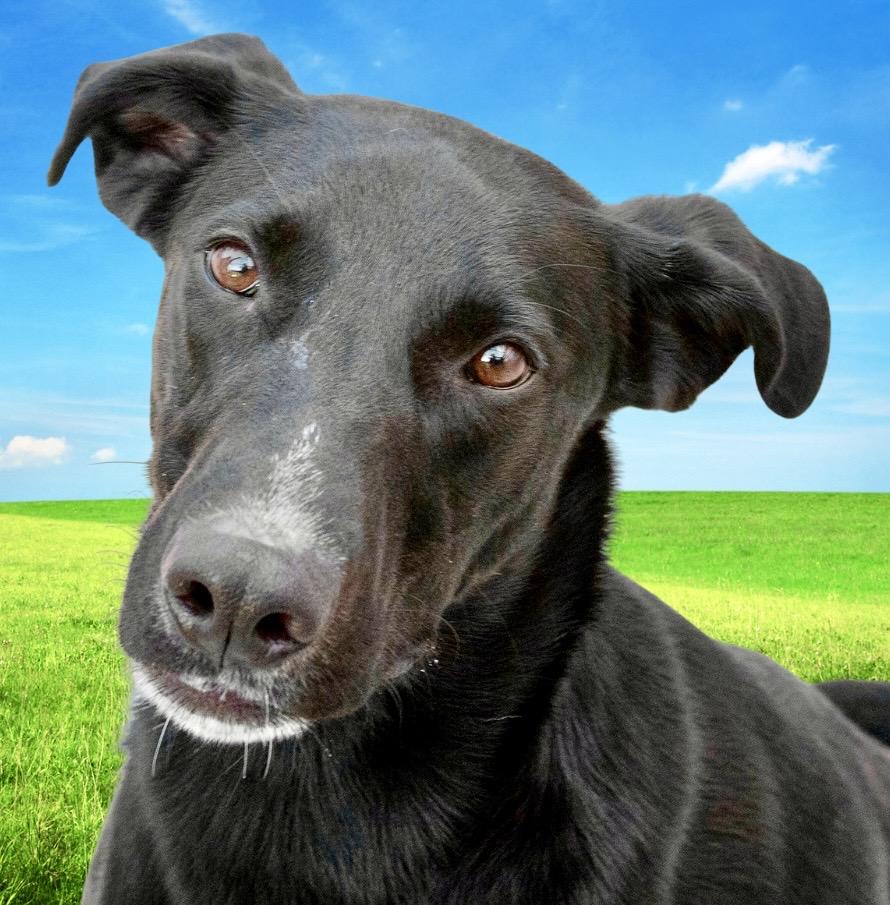 Pica, Adoptable, Adult Male Dalmatian & German Shepherd Dog.