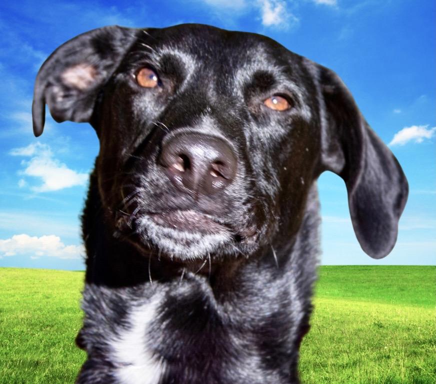 Pica, a Adoptable mixed breed in Westfield, NY image 1/6
