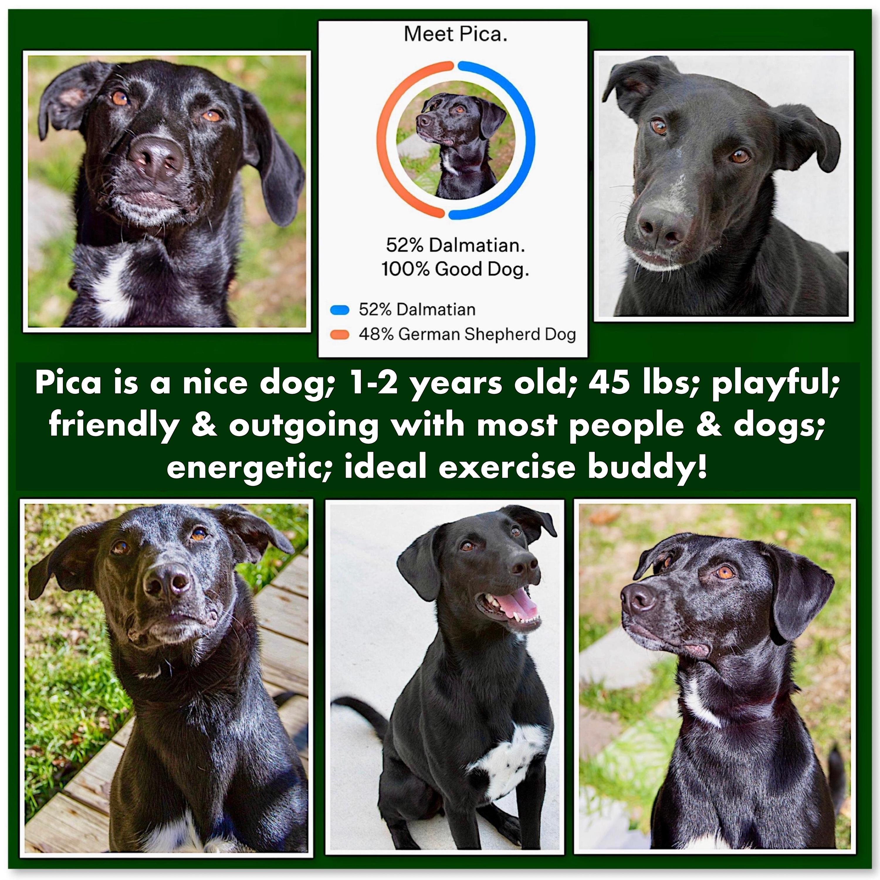 Enlarge Pica, a Adoptable mixed breed in Westfield, NY image 2/6