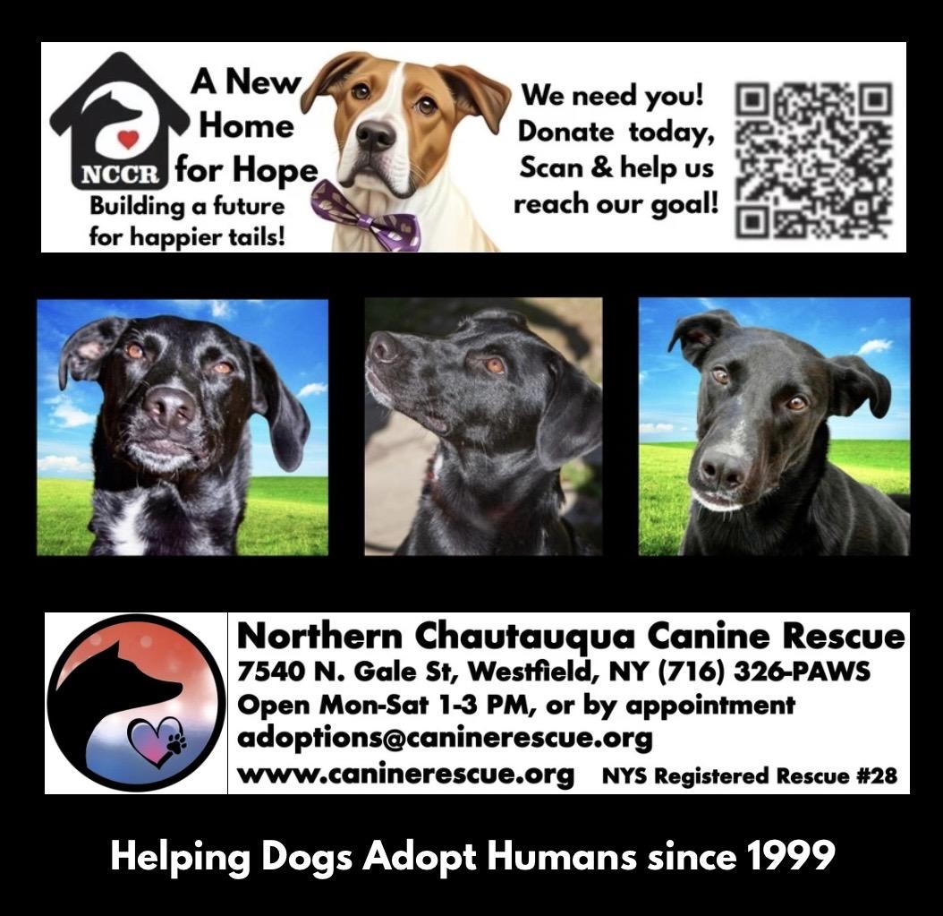 Enlarge Pica, a Adoptable mixed breed in Westfield, NY image 4/6