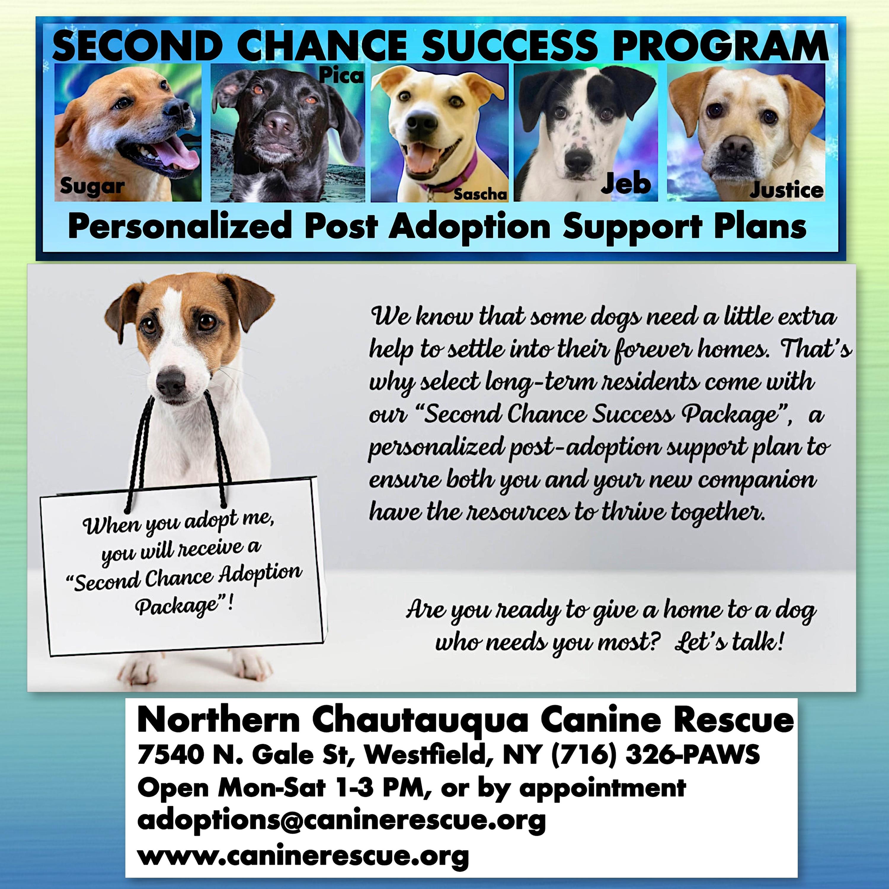 Enlarge Pica, a Adoptable mixed breed in Westfield, NY image 3/6