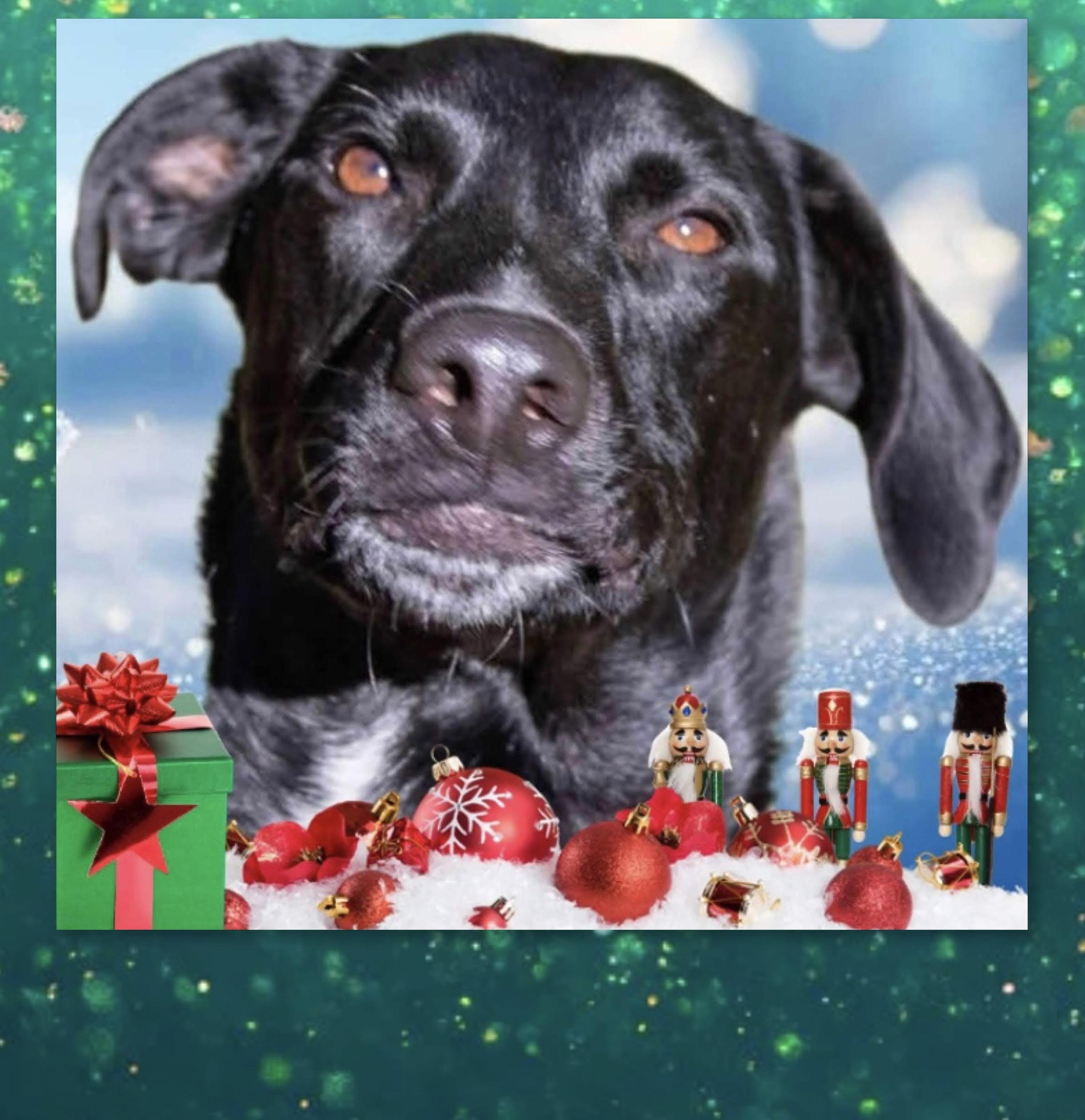 Enlarge Pica, a Adoptable mixed breed in Westfield, NY image 1/3