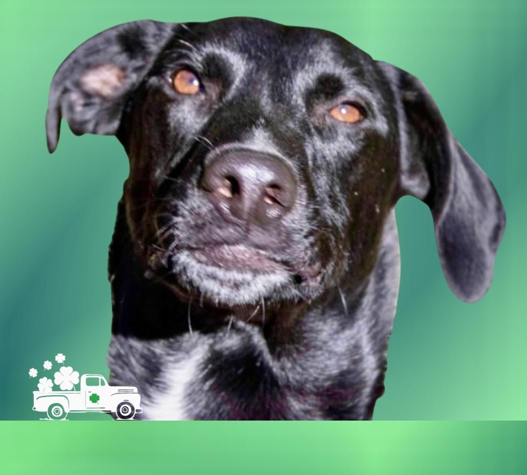 Pica, a Adoptable mixed breed in Westfield, NY image 4/6