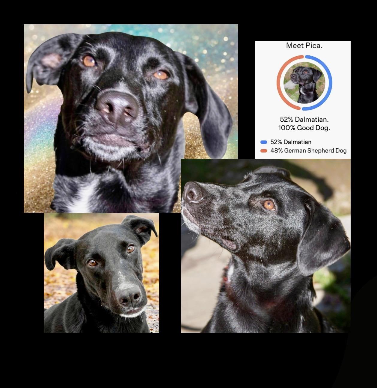 Pica, a Adoptable mixed breed in Westfield, NY image 5/6