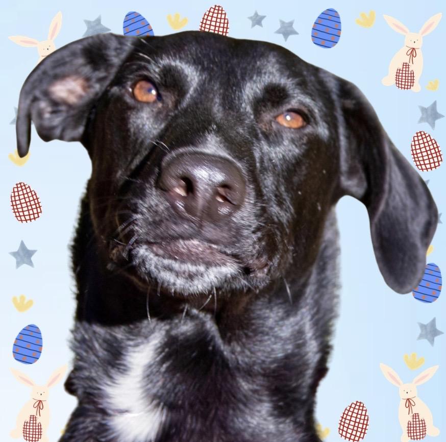 Pica, Adoptable, Adult Male Dalmatian & German Shepherd Dog.