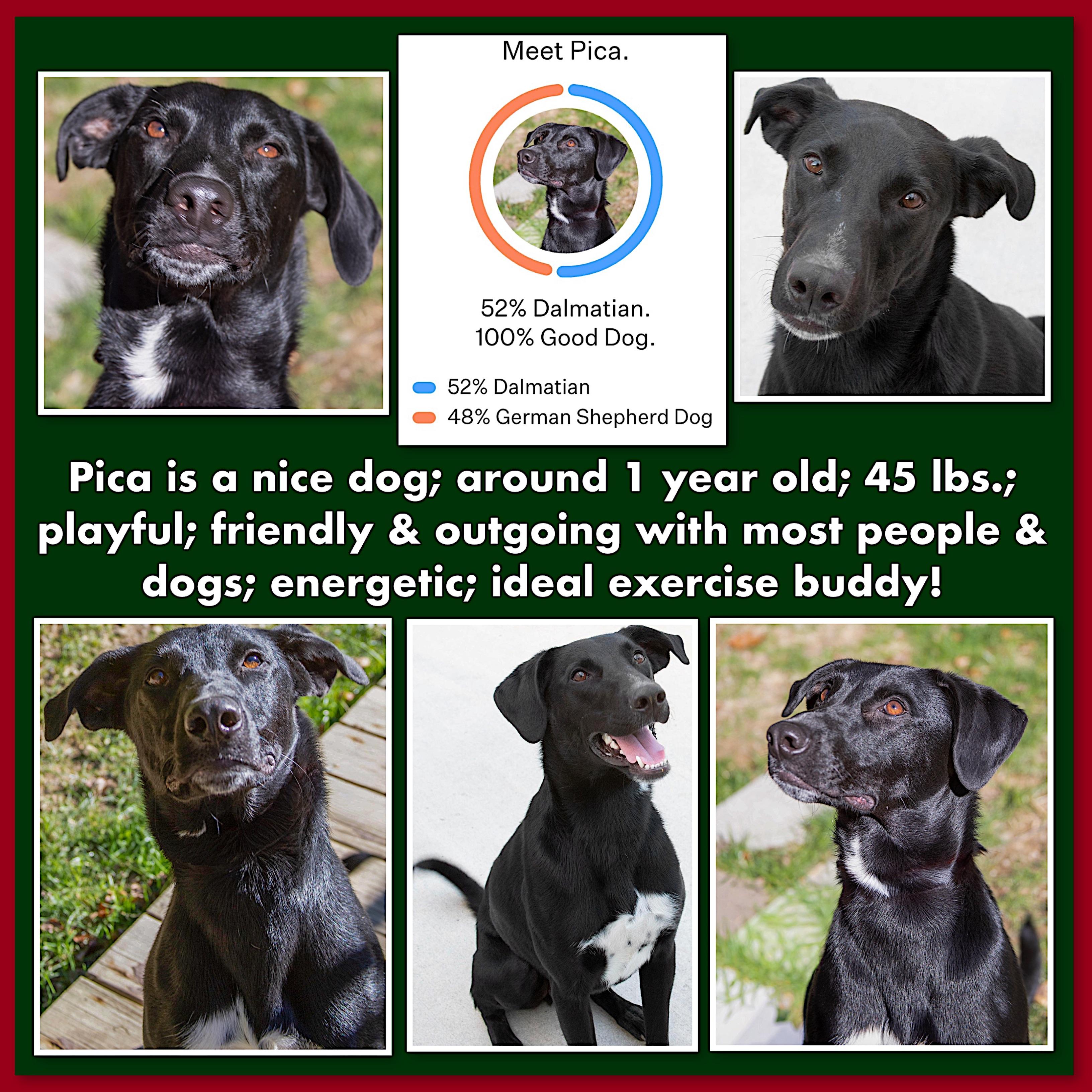 Pica, Adoptable, Young Male Dalmatian & German Shepherd Dog.