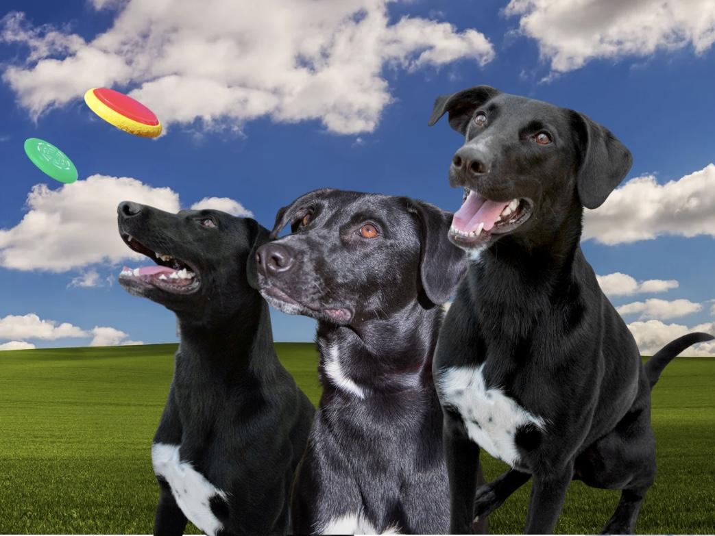 Enlarge Pica, a Adoptable mixed breed in Westfield, NY image 6/6