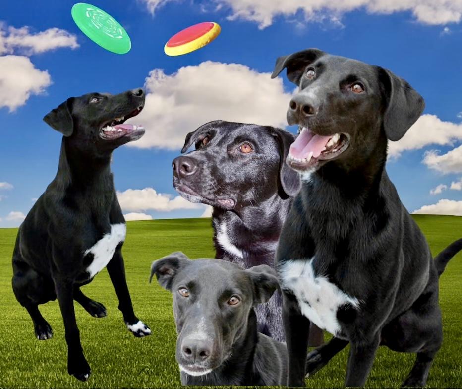 Enlarge Pica, a Adoptable mixed breed in Westfield, NY image 4/6