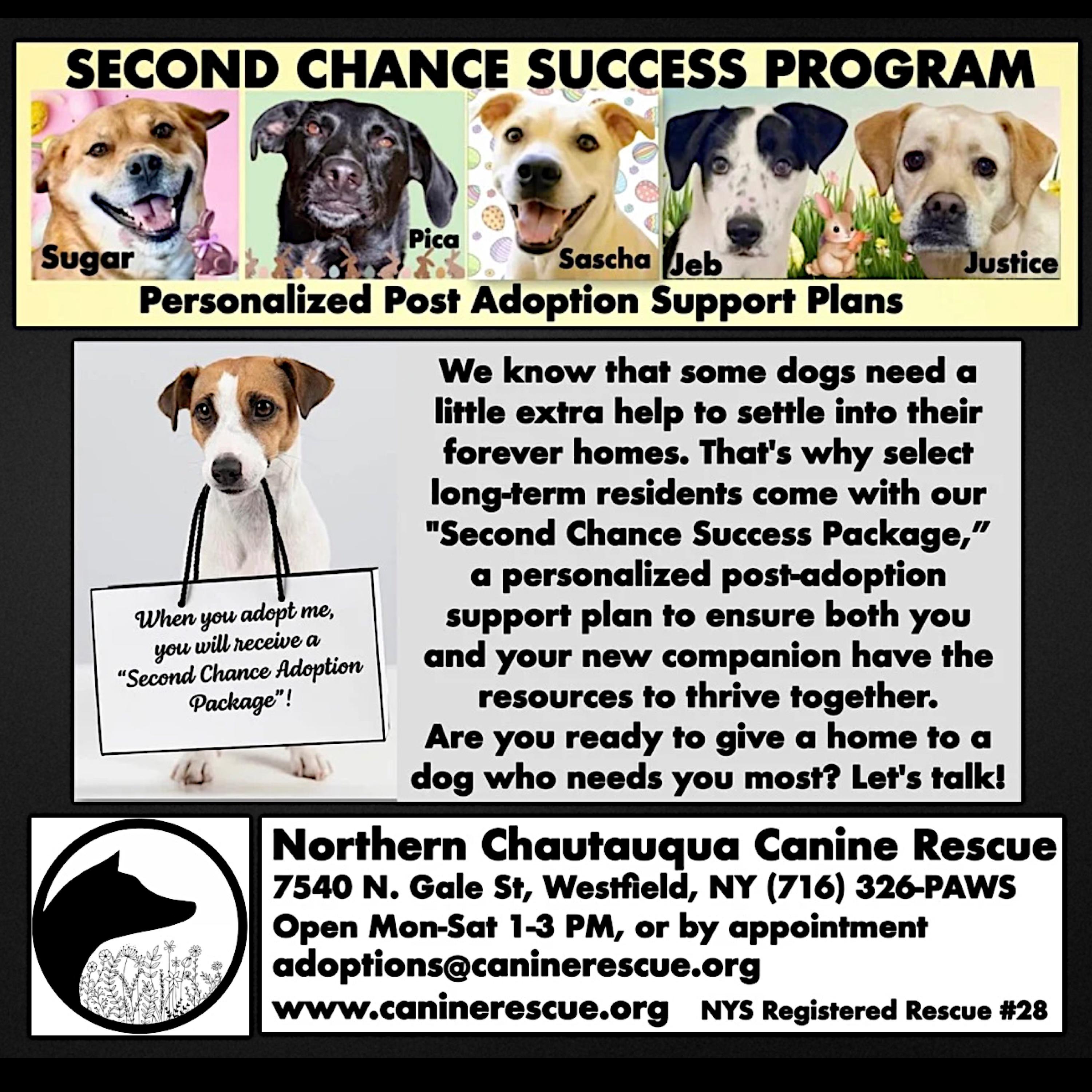 Pica, a Adoptable mixed breed in Westfield, NY image 3/6