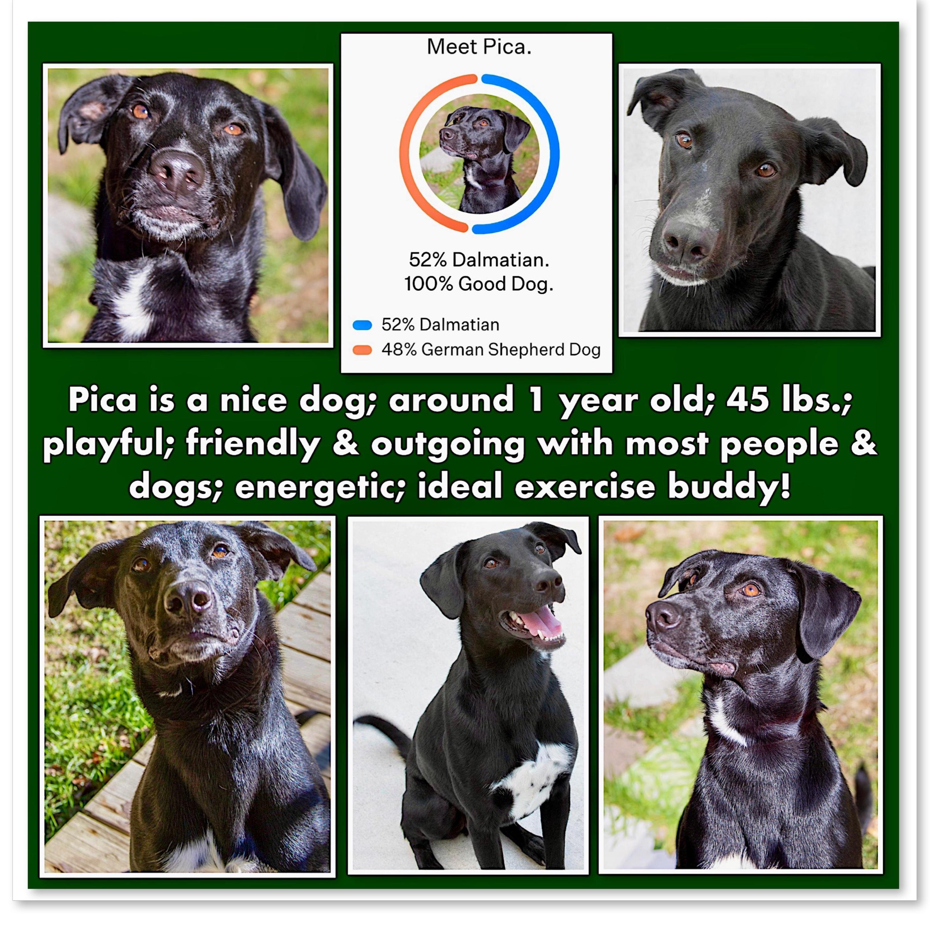 Pica, a Adoptable mixed breed in Westfield, NY image 2/6