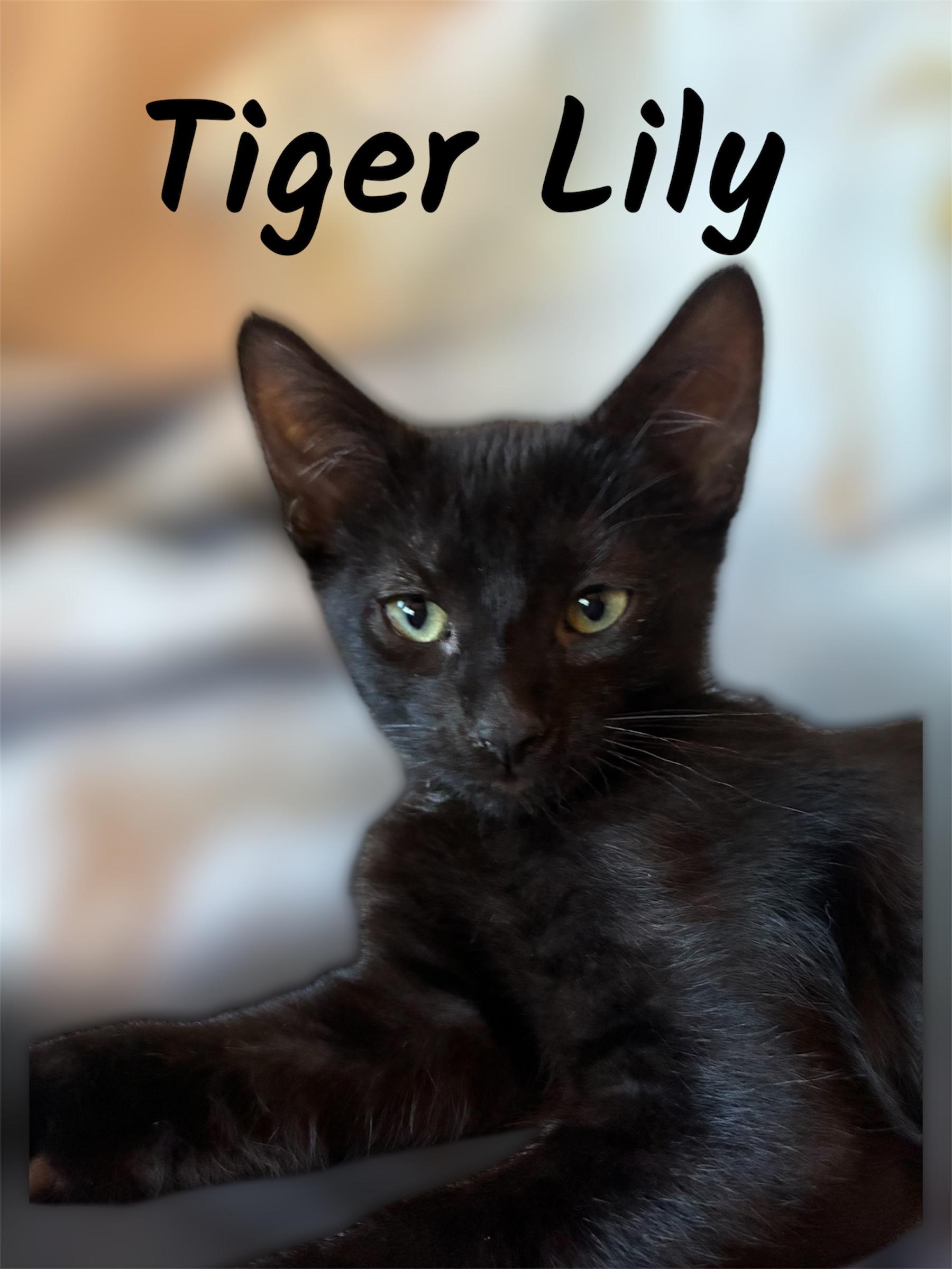 Enlarge Tiger Lily, a ADOPTABLE Domestic Short Hair in Auburn, CA image 1/1
