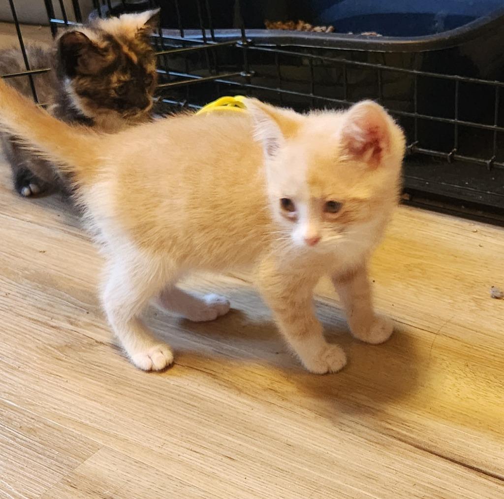 Drew, Adoptable, Kitten Female Domestic Medium Hair.