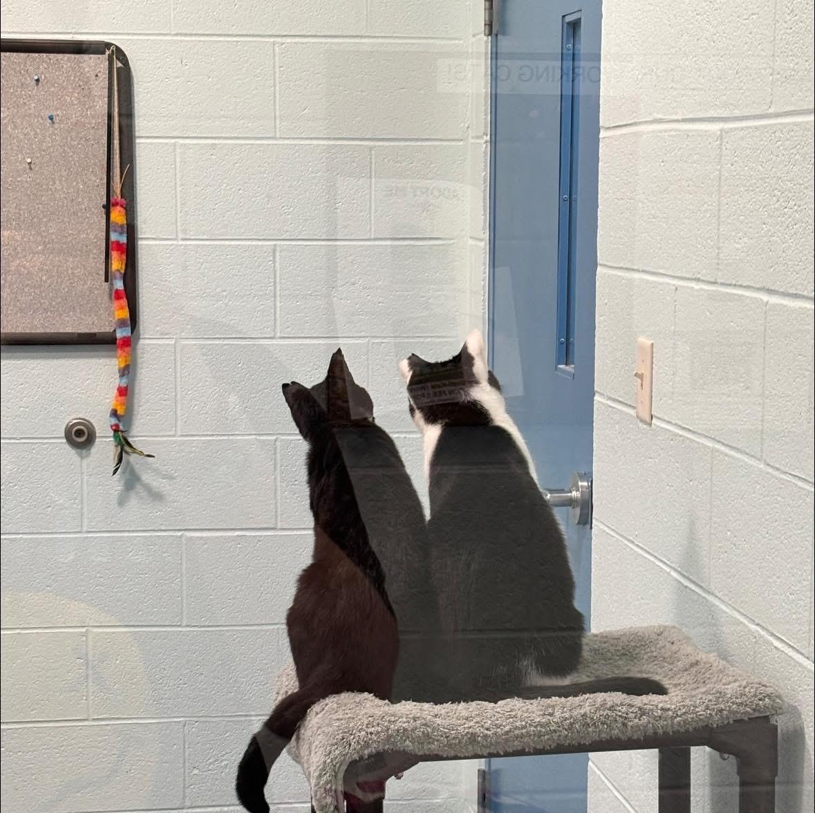 Enlarge Smudge & Nick Fury (Bonded Pair) *Adoption fee sponsored*, a ADOPTABLE Domestic Short Hair in Berryville, VA image 2/4