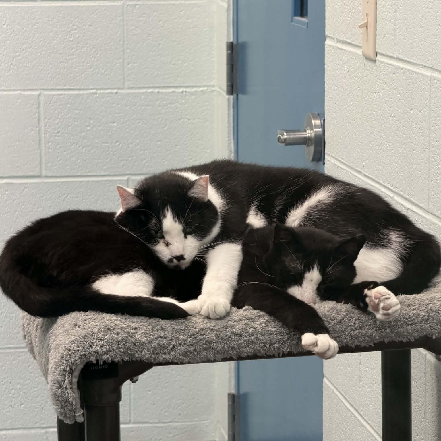 Enlarge Smudge & Nick Fury (Bonded Pair) *Adoption fee sponsored*, a ADOPTABLE Domestic Short Hair in Berryville, VA image 1/4