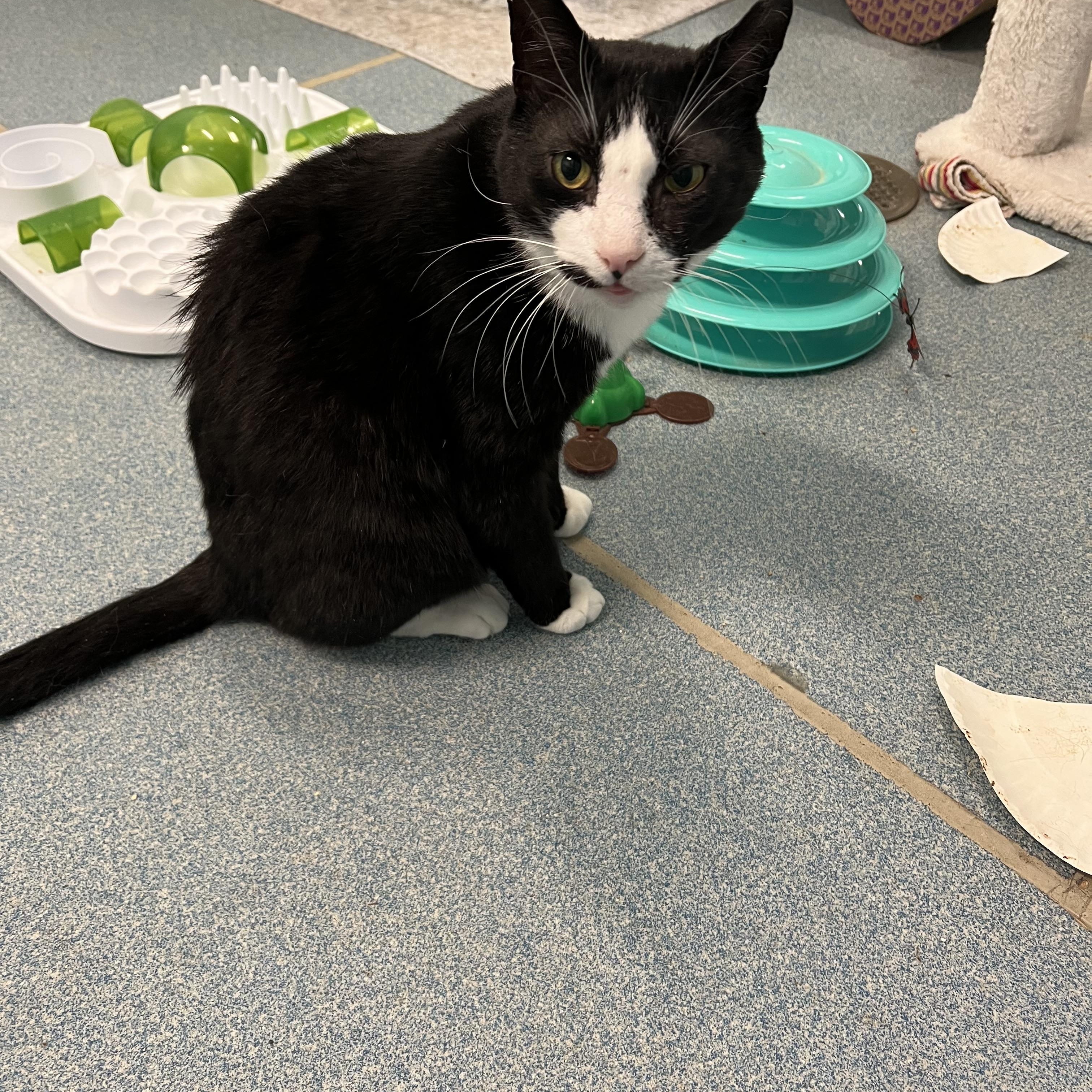 Enlarge Smudge & Nick Fury (Bonded Pair) *Adoption fee sponsored*, a ADOPTABLE Domestic Short Hair in Berryville, VA image 4/4