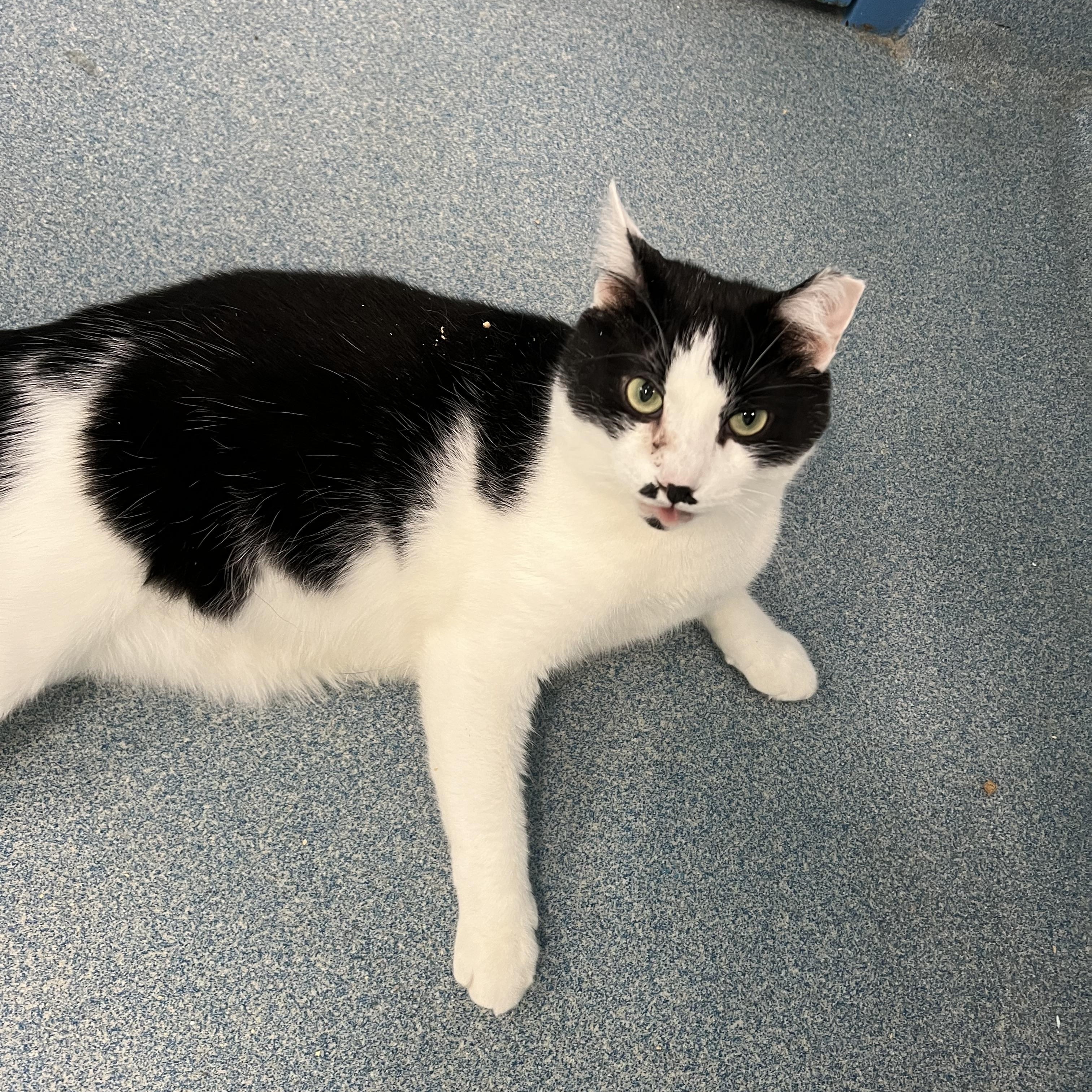 Enlarge Smudge, a ADOPTABLE Domestic Short Hair in Berryville, VA image 1/1