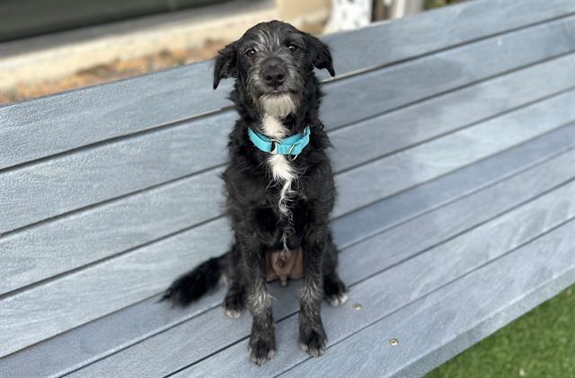 BUGSY, Adoptable, Young Male Australian Cattle Dog / Blue Heeler & Poodle.