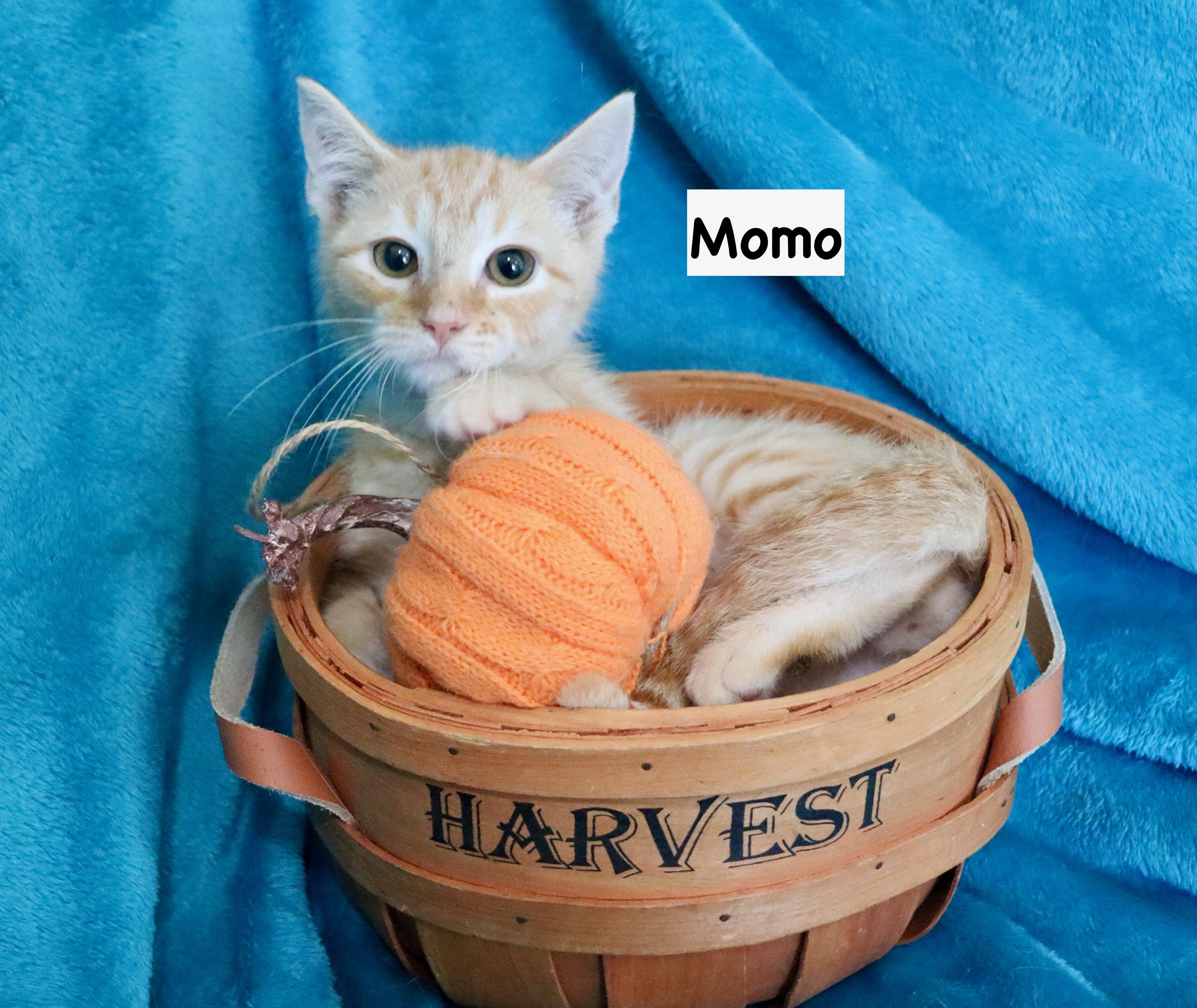 Momo