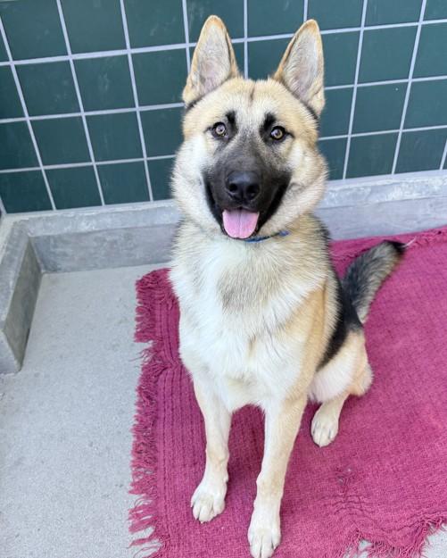 SCOOBY, Adoptable, Young Male German Shepherd Dog.